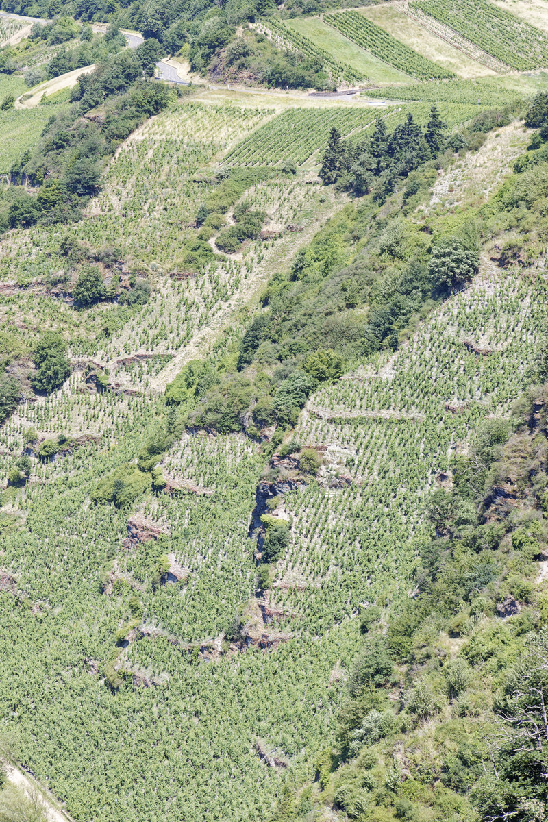 葡萄皮煮水喝有什么功效与作用