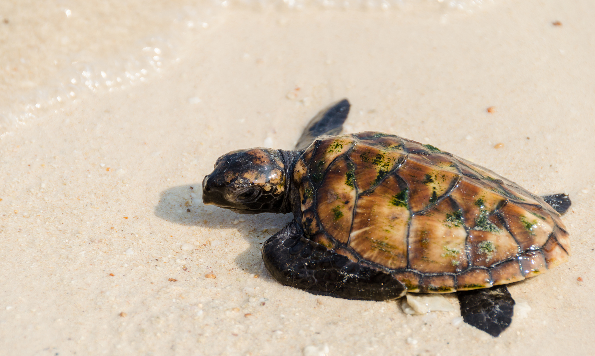 baby turtle