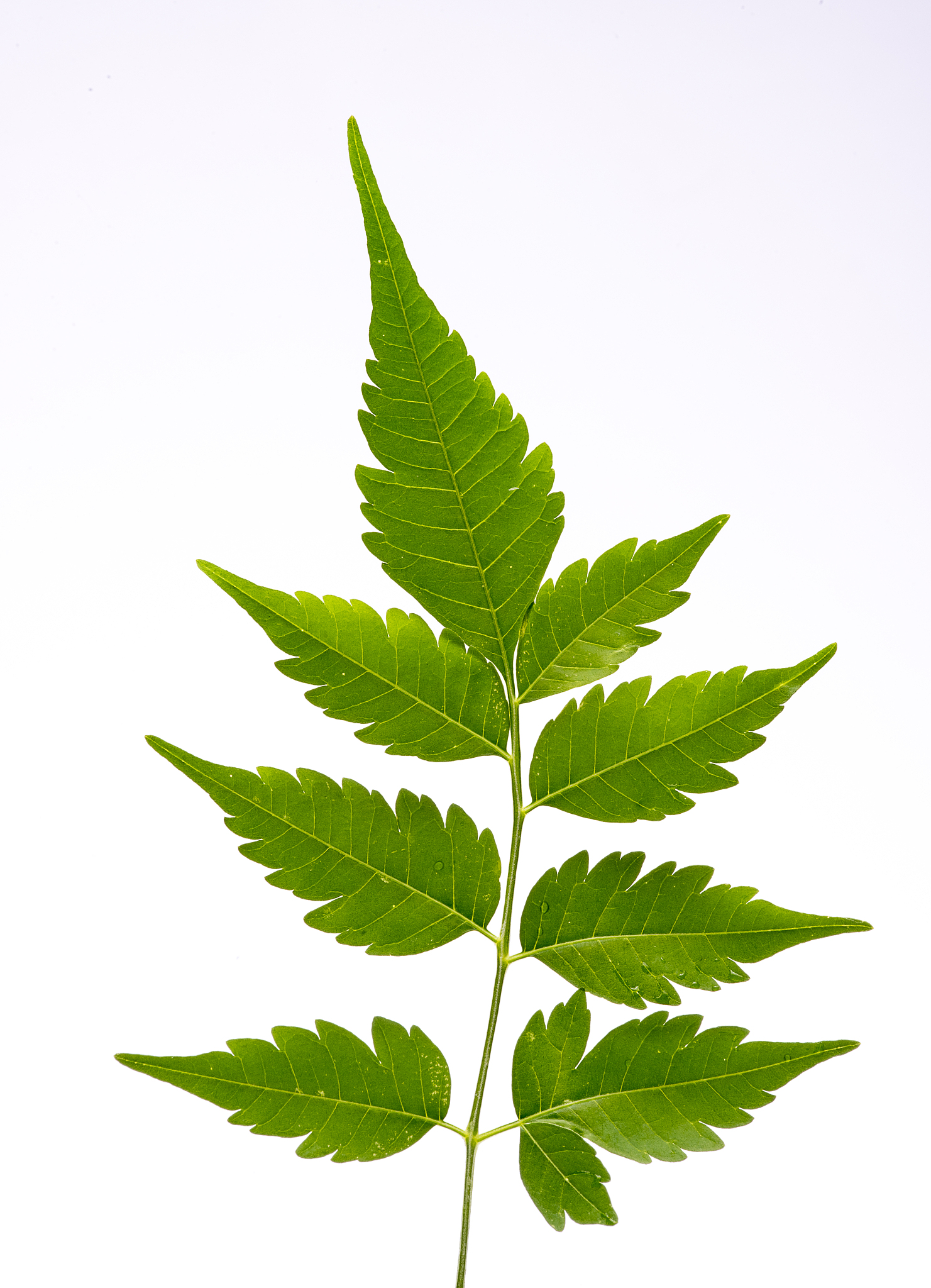 closeup of neem leaf in isolated white background, neem is used 