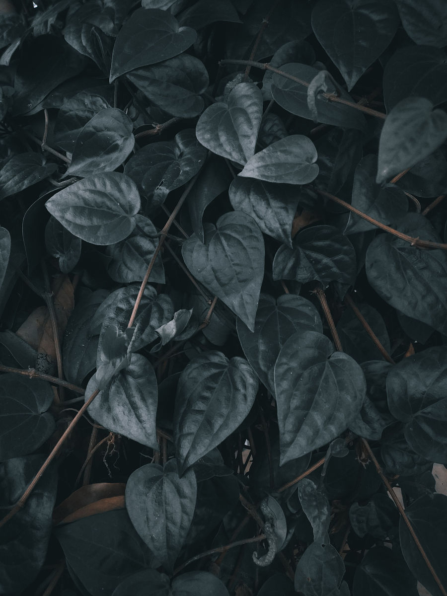 槟榔的危害有哪些？长期嚼槟榔的7大危害！