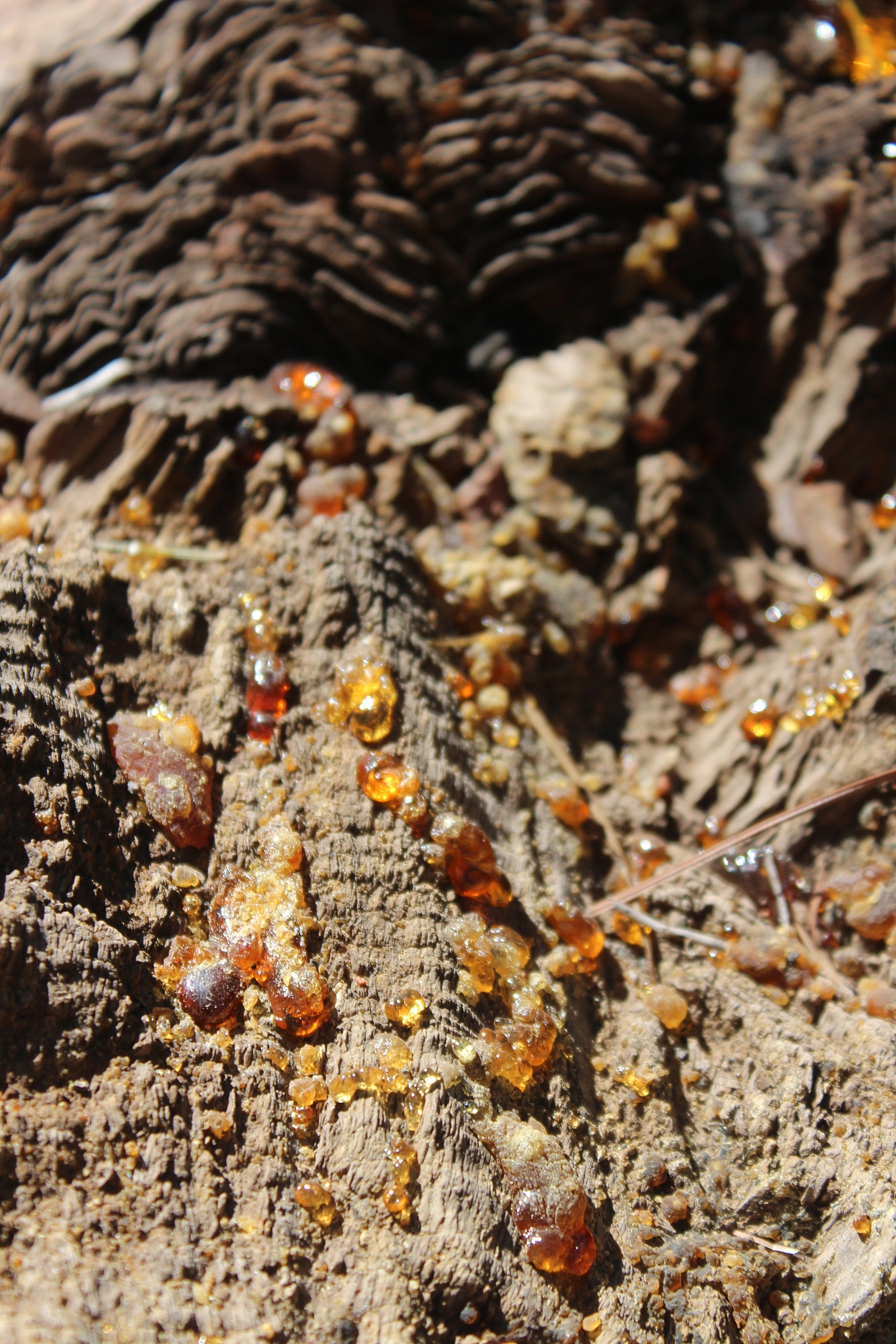 la palma island, canary islands- close-up of rosin on canary pin