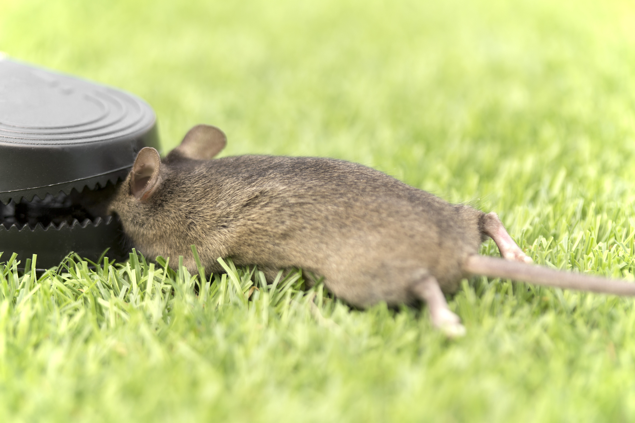 如何防老鼠进屋