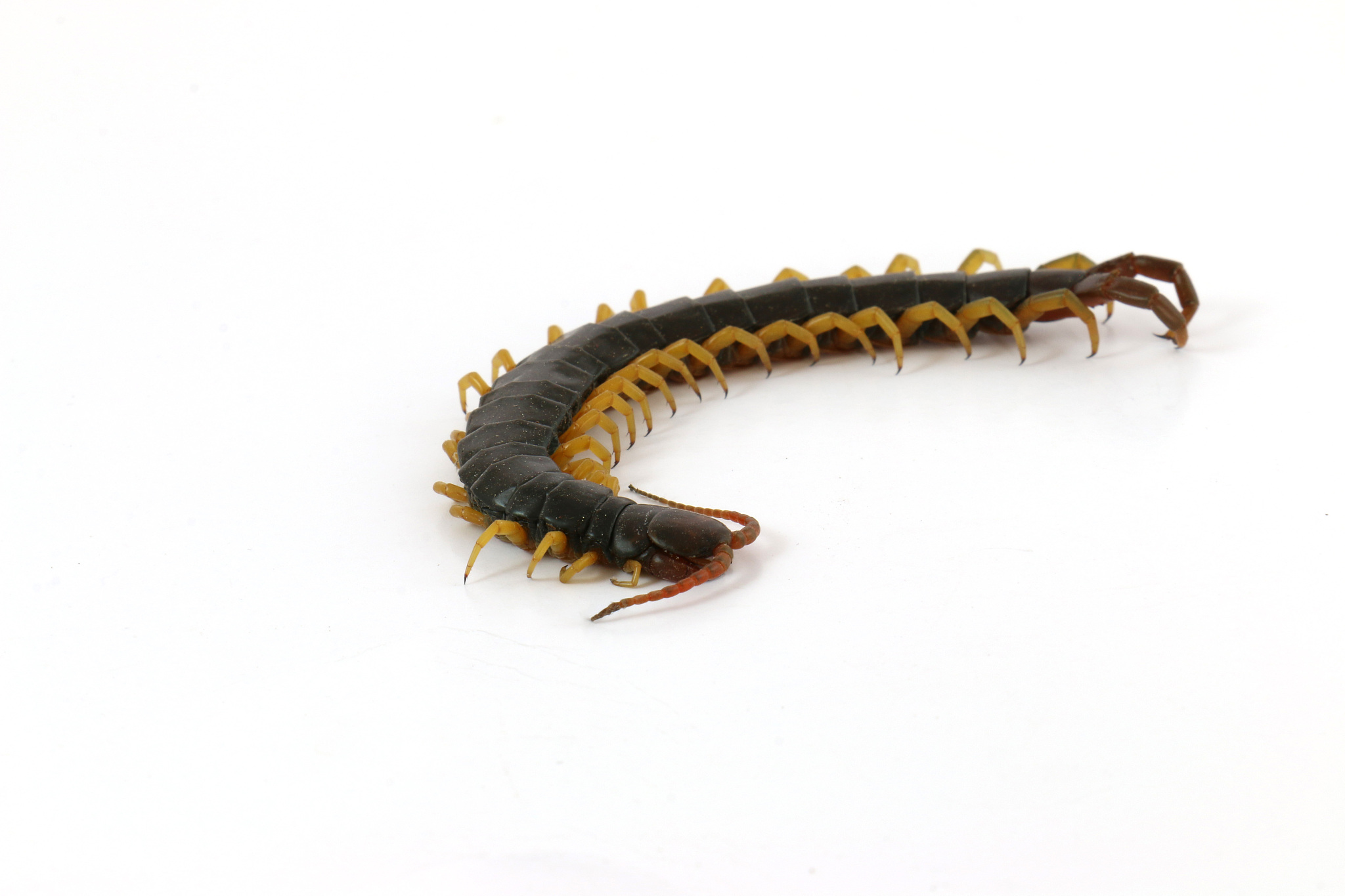 蜈蚣是食肉动物还是食草动物？揭秘蜈蚣的饮食习惯