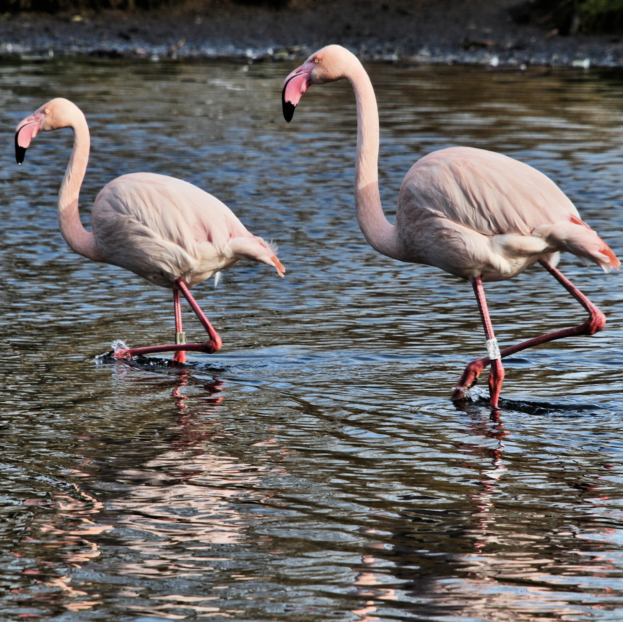 a picture of 2 flamingo's