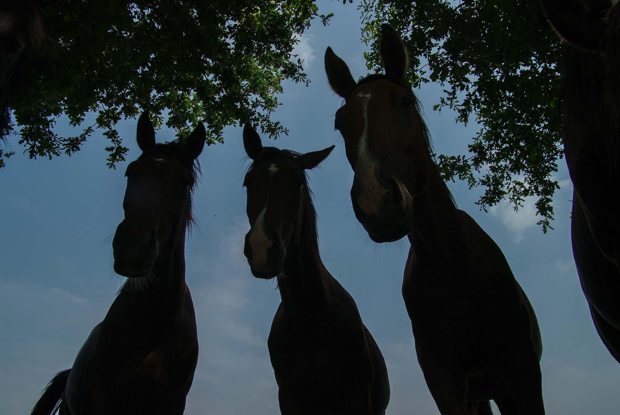 peaceful horses