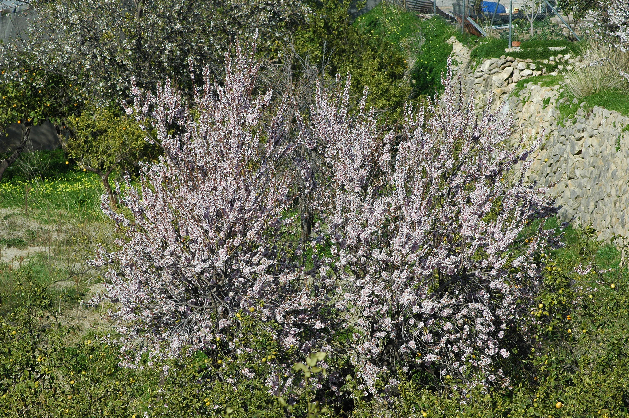 mandelblüte in spanien