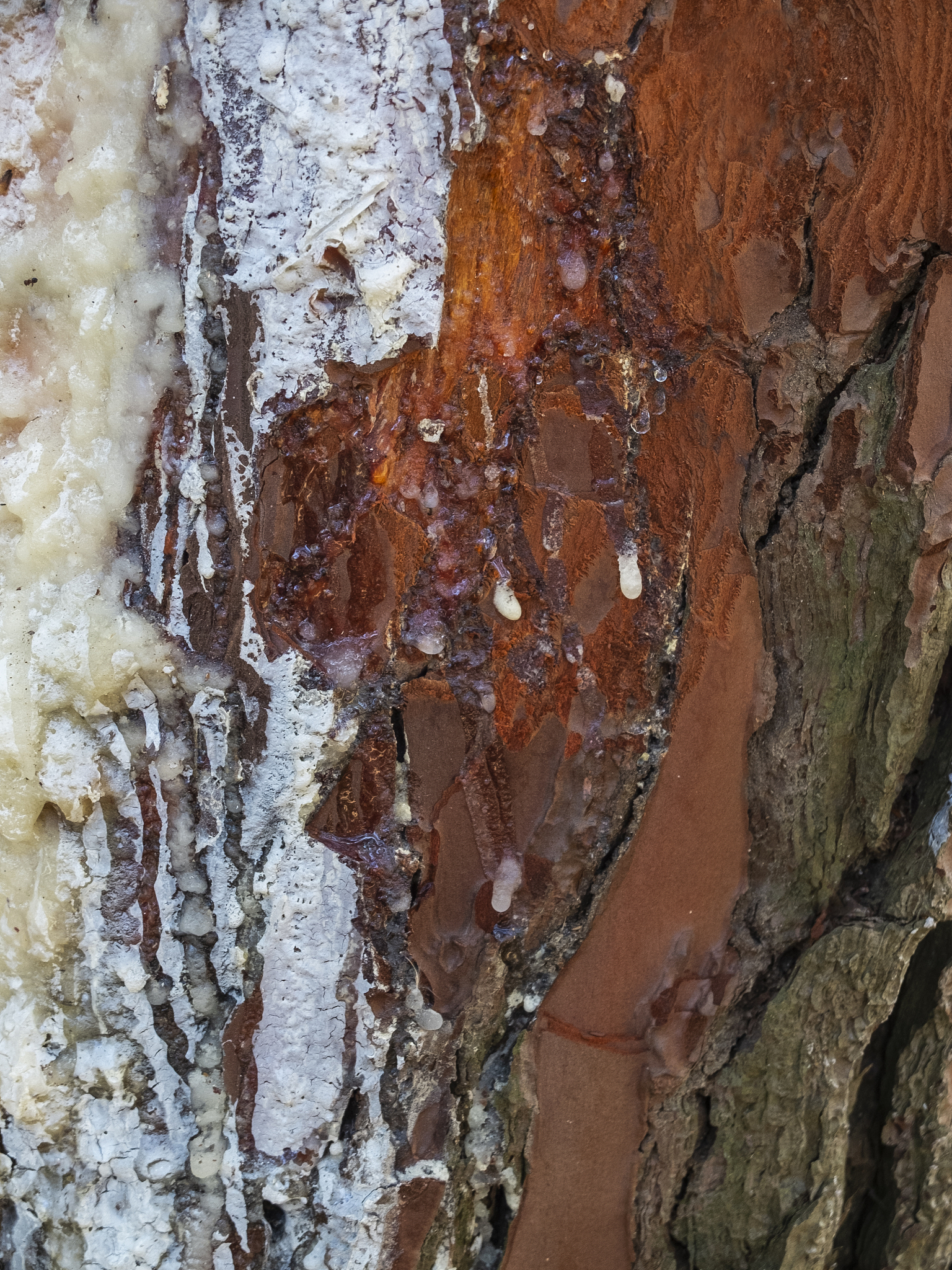 rosin on pine tree bark