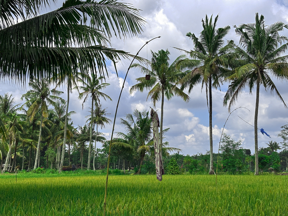 椰子树能在北方种植吗？北方种植椰子树的可能性