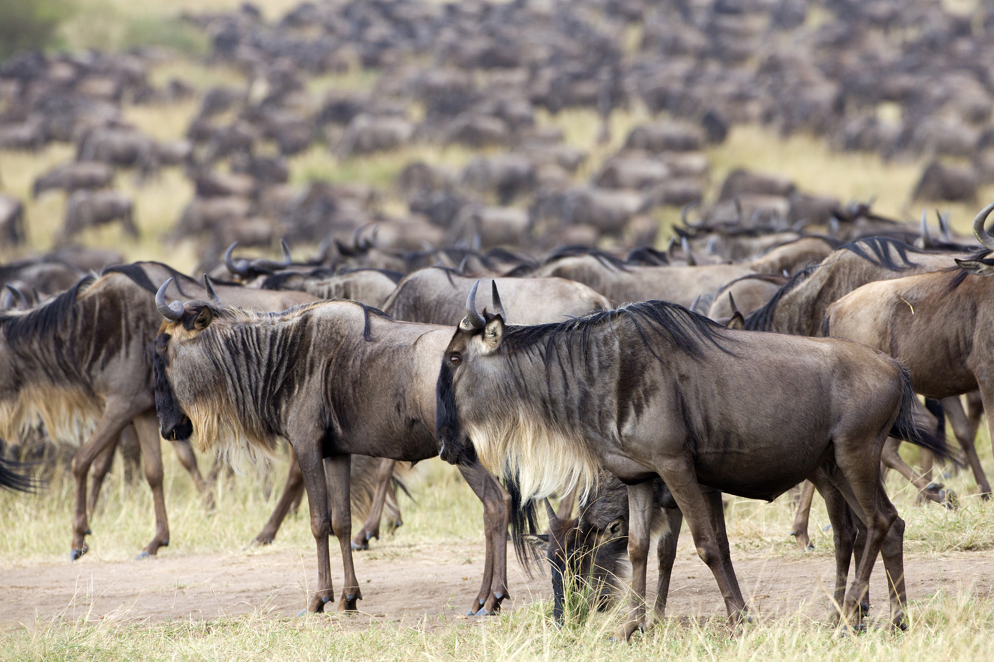 wildebeest herds during the annual migration