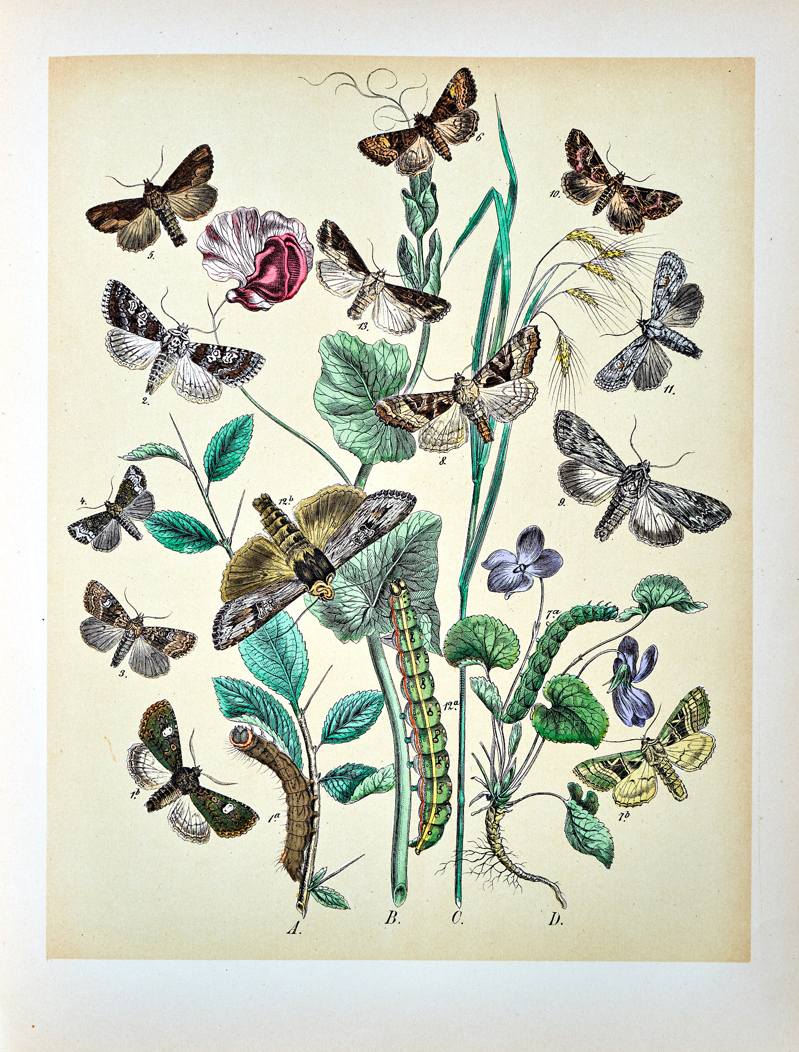 小画家和小蝴蝶：关于自由与美的感人故事