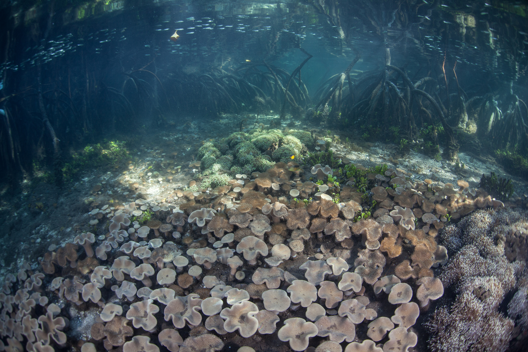 改写森林土壤理化性质、土壤水热状况、土壤代谢及土壤生物区系、数量和生物多样性等密切相关