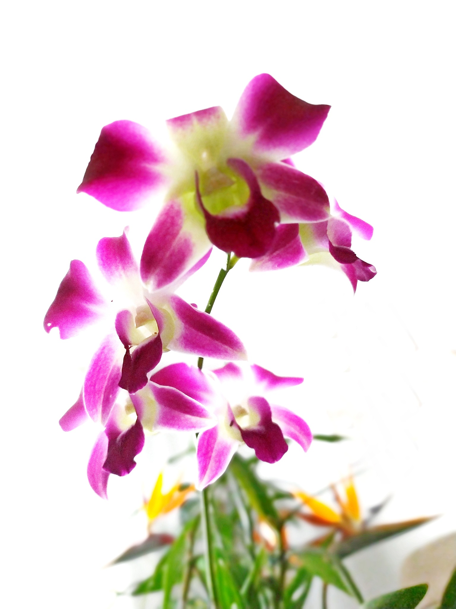 beautiful dendrobium orchid