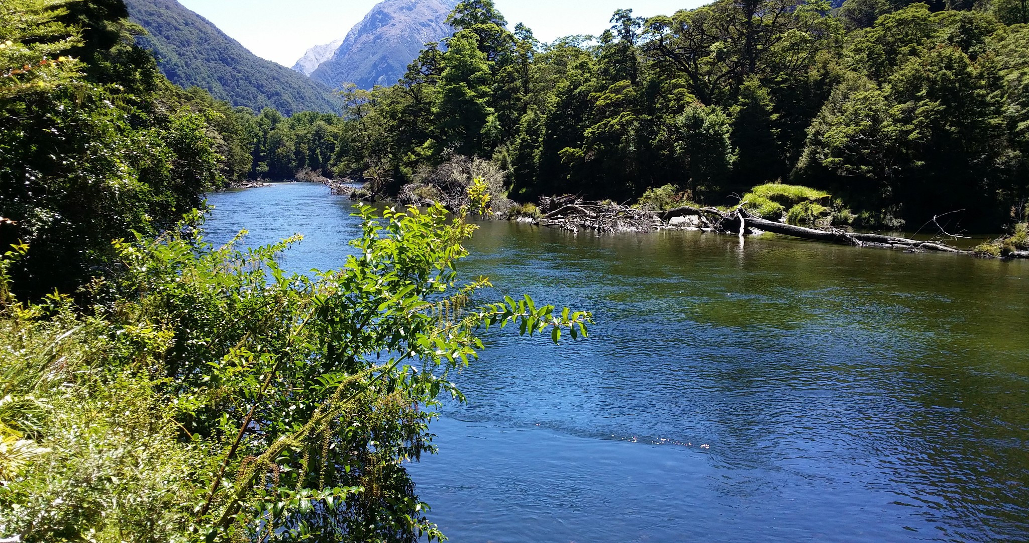 river middle of forest and bushes, water runs in stream