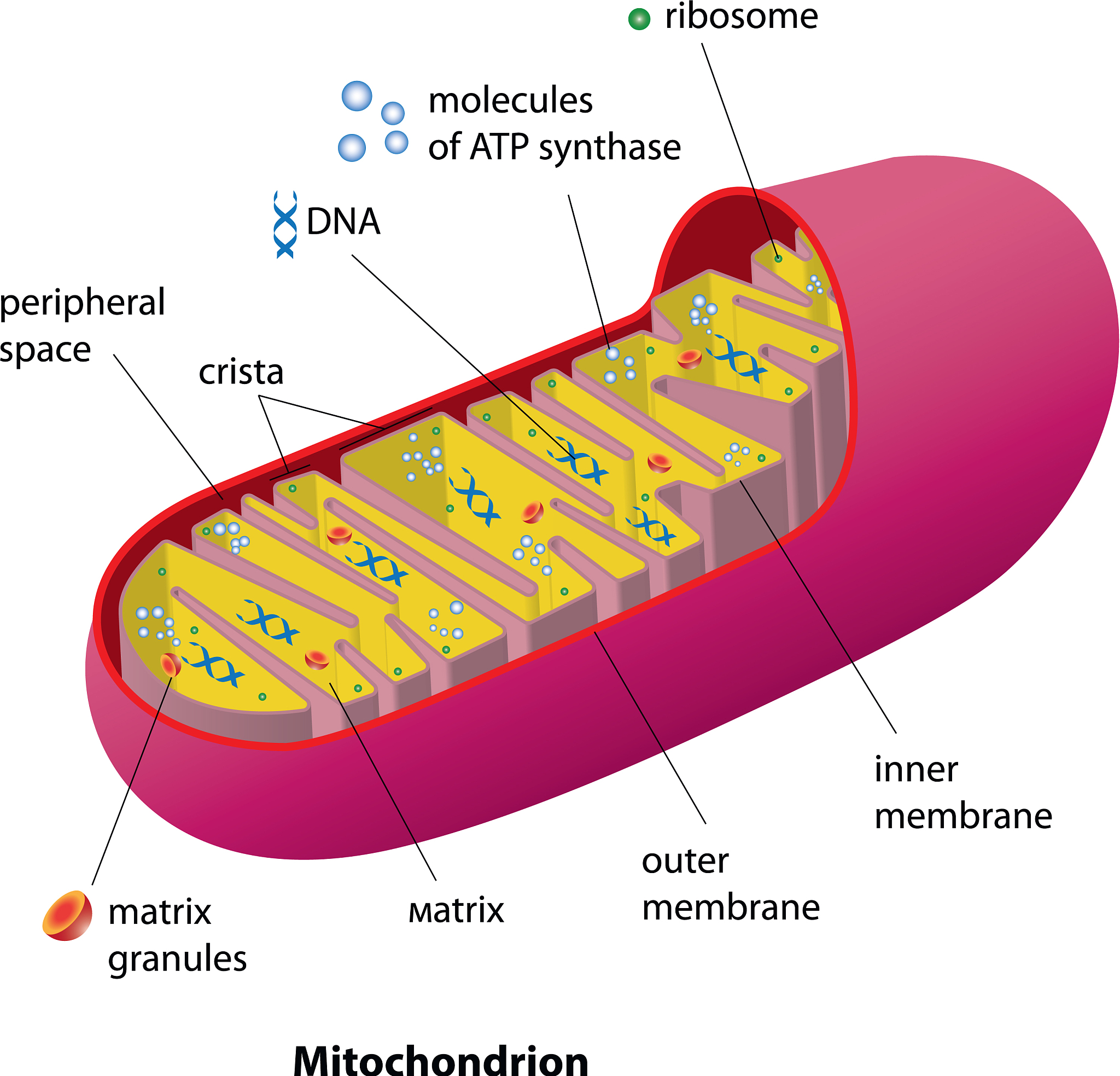 近年来关于心肌线粒体的研究有什么相关文献吗