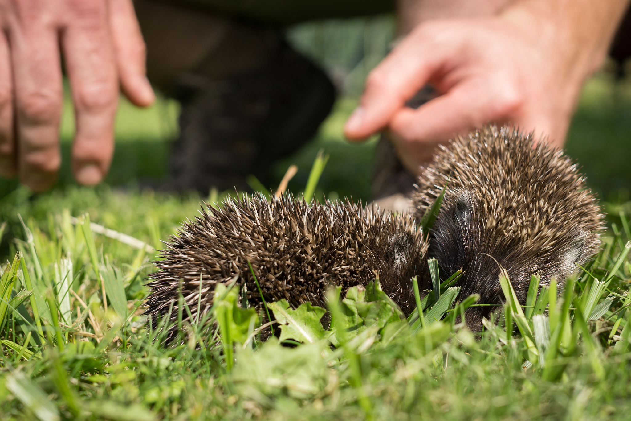 生物多样性：您新家/花园中可能出现的特点