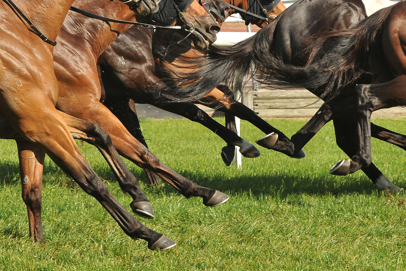 horse racing action