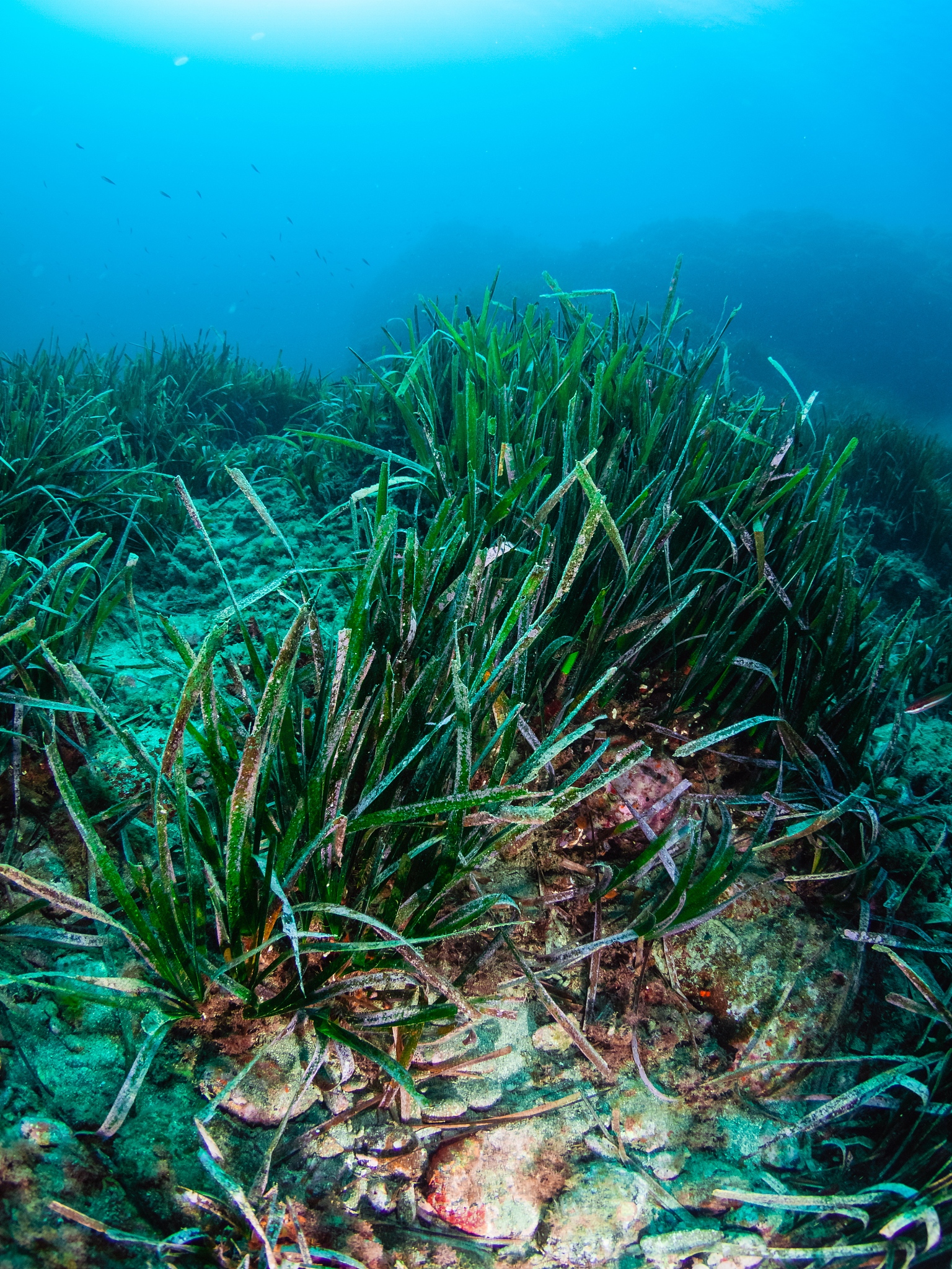 <strong>海草</strong>,深的,野生动物,环境,草,海床,植物,鱼群,在下面,水下