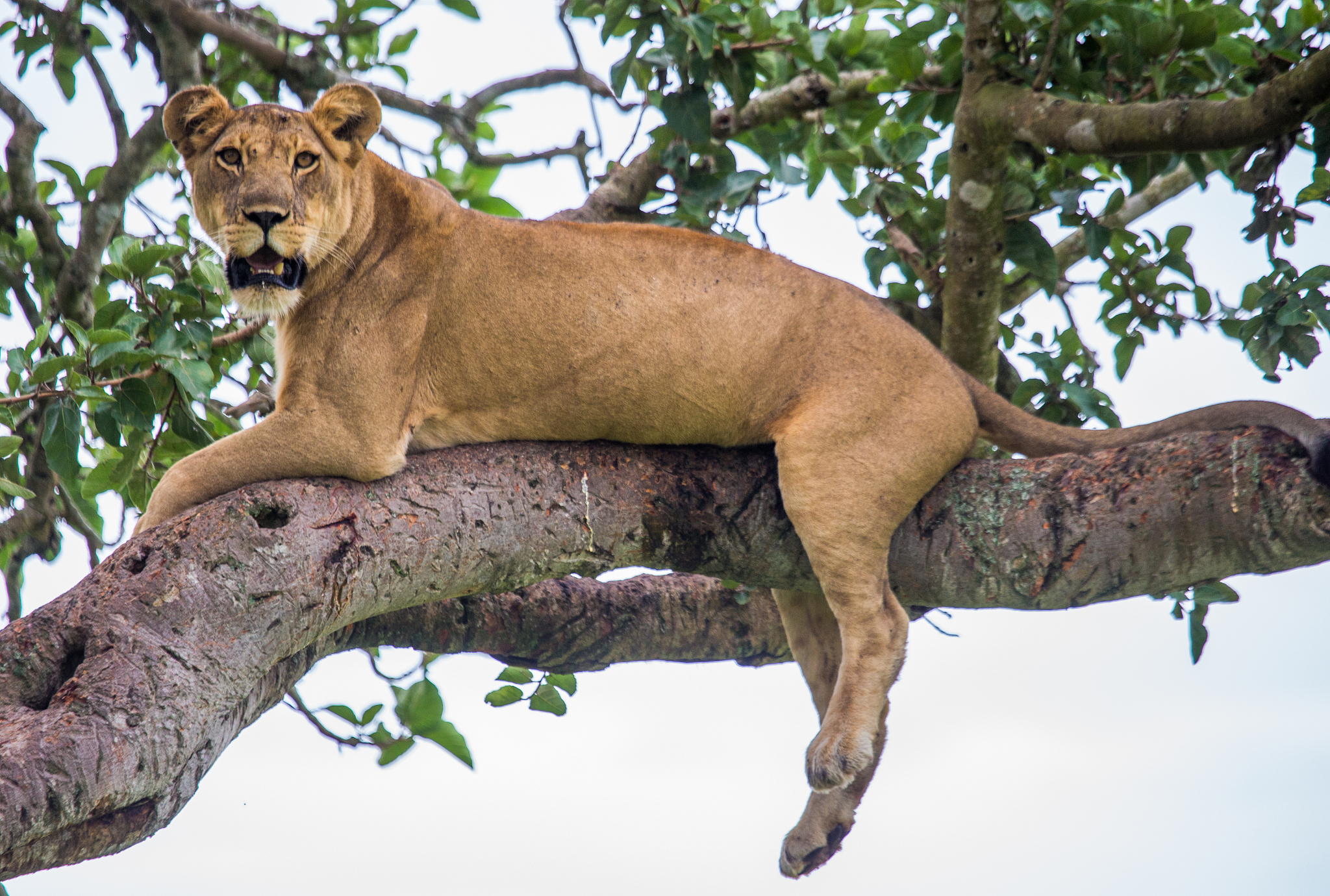 乌干达Capital FM Uganda广播电台：组织架构和节目介绍