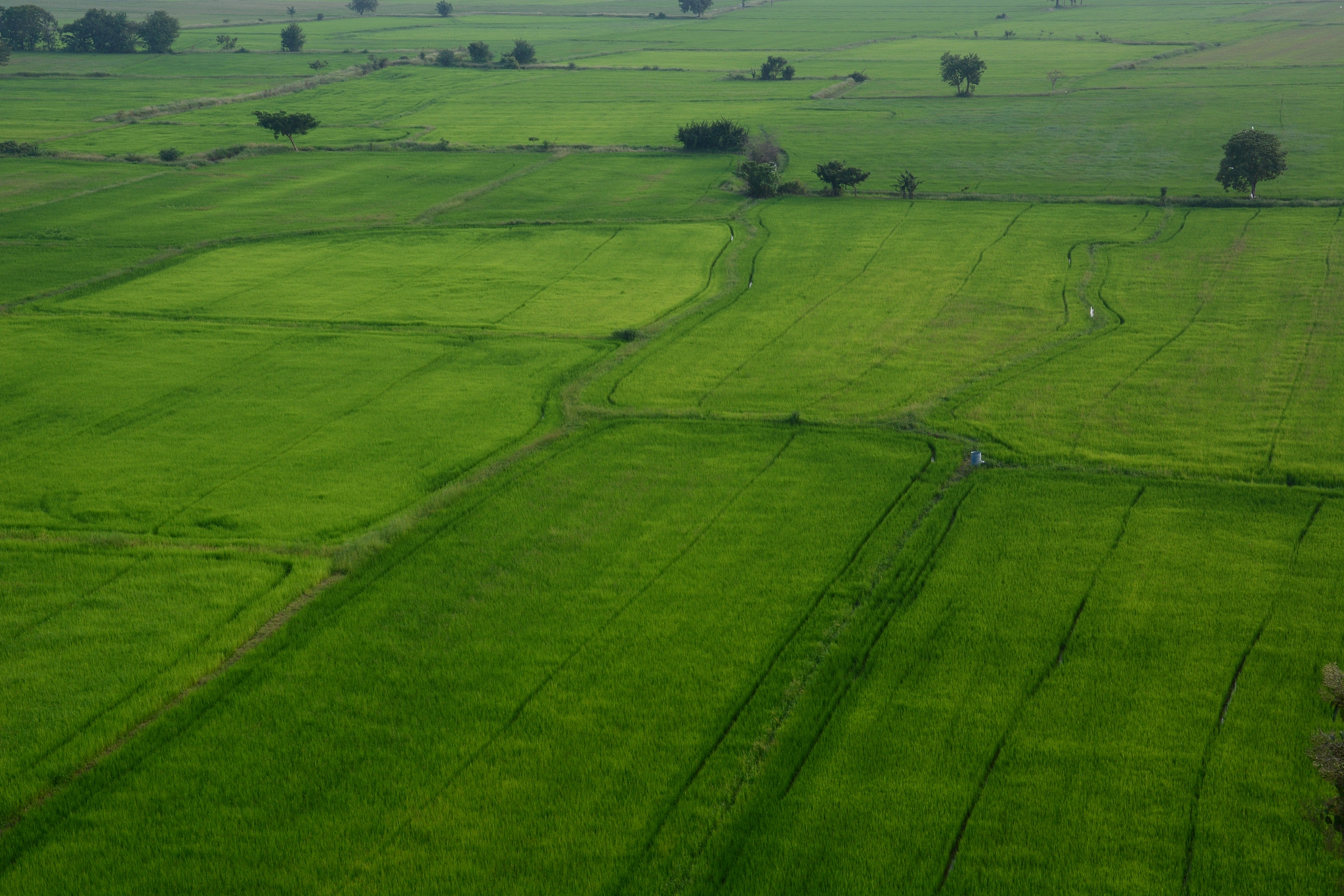 field rice and farmer hut in countryside of thailand
