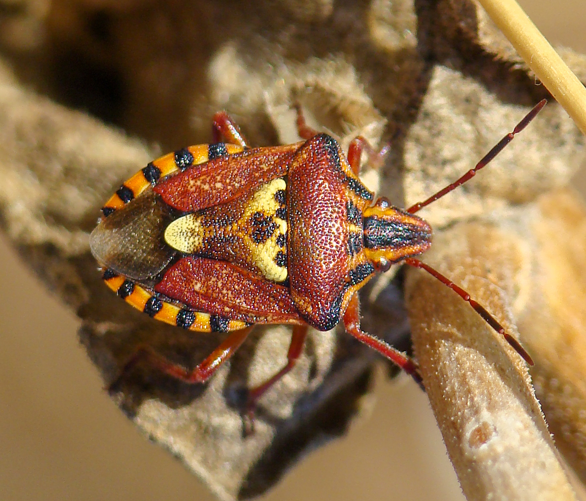 环节动物的特点