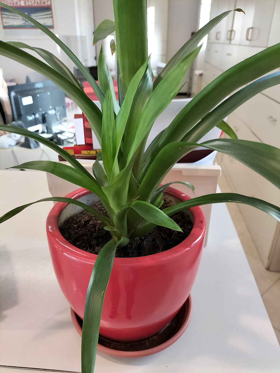 吊兰的花语和寓意吊兰的生长周期400字 吊兰的花语和寓意吊兰的生长周期400字