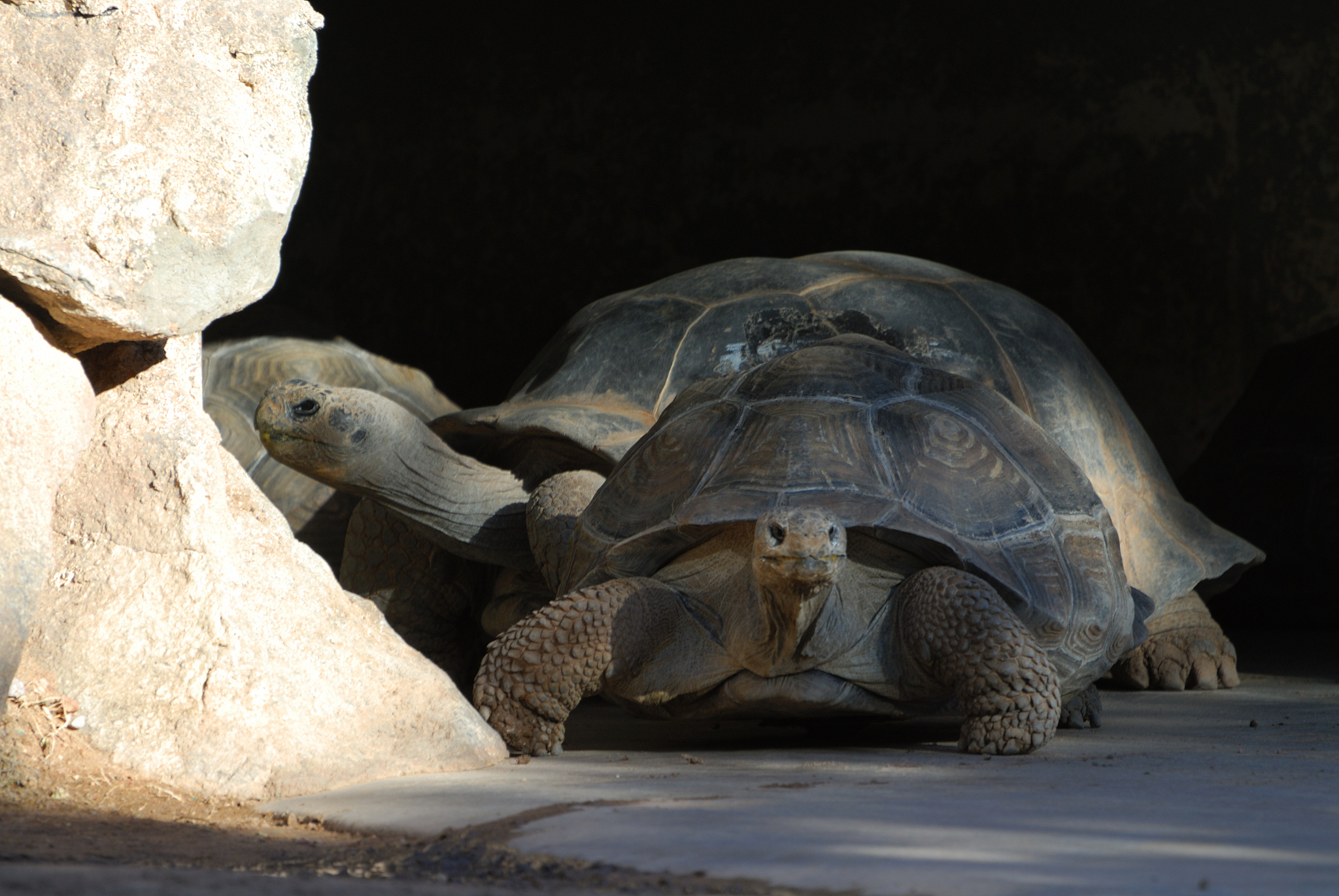 animal - galapagos tortoise
