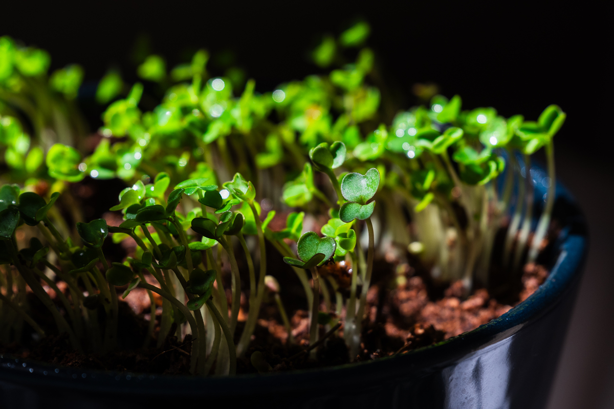 光照对空心菜生长影响的实验研究