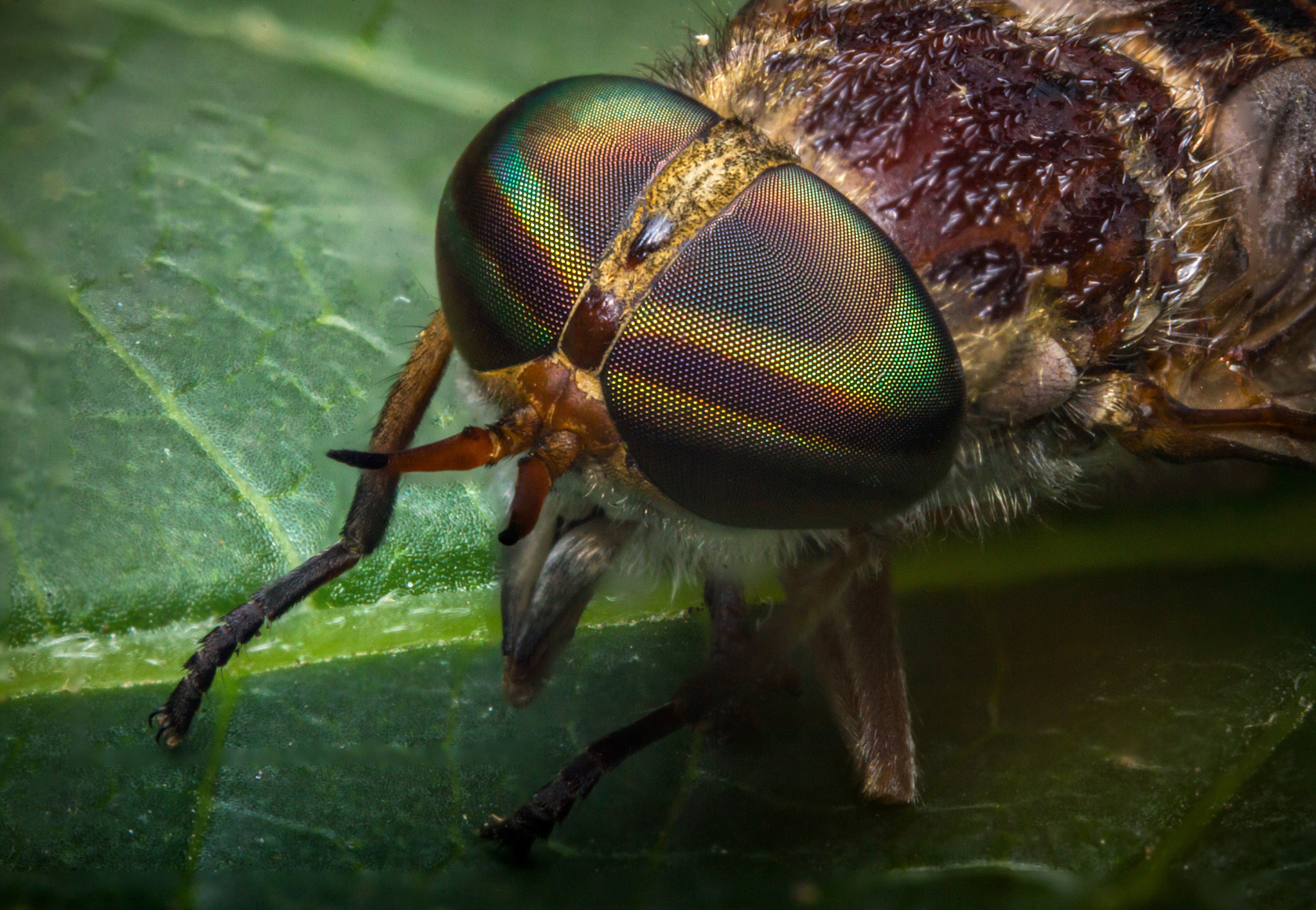 macro horse fly