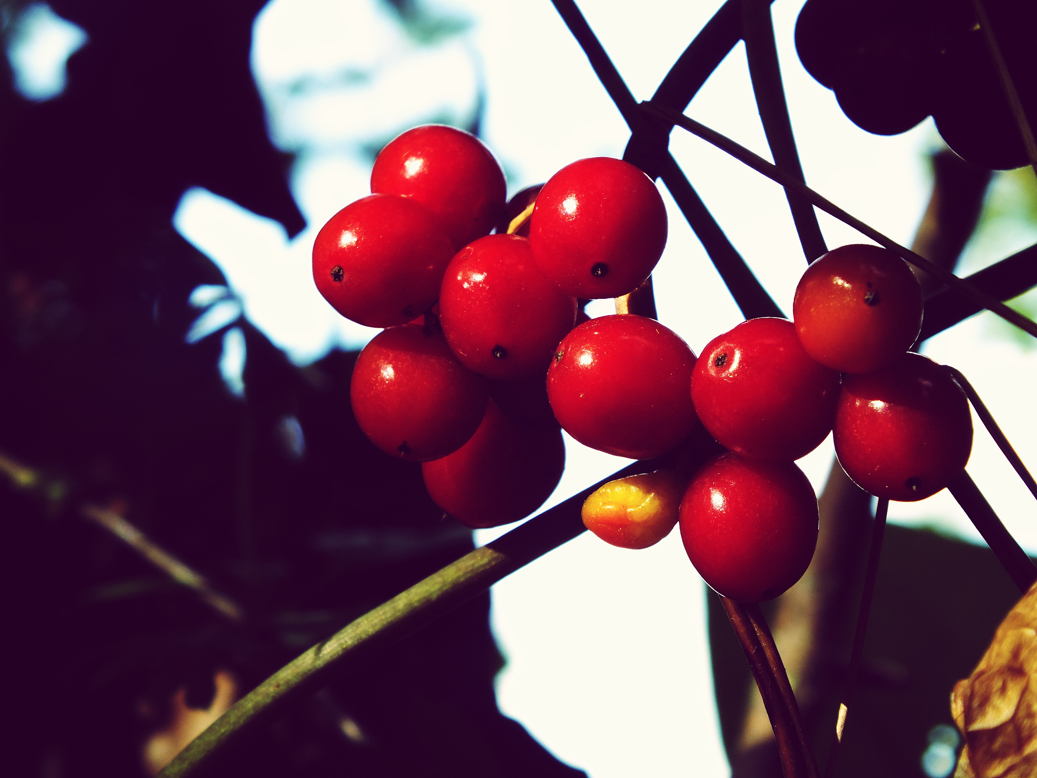 close-up of berries growing on plant