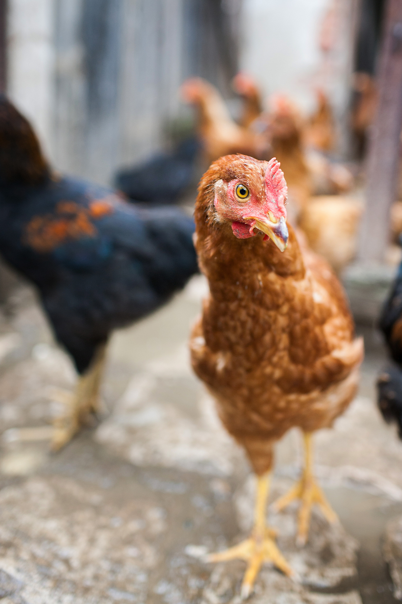 chicken farm