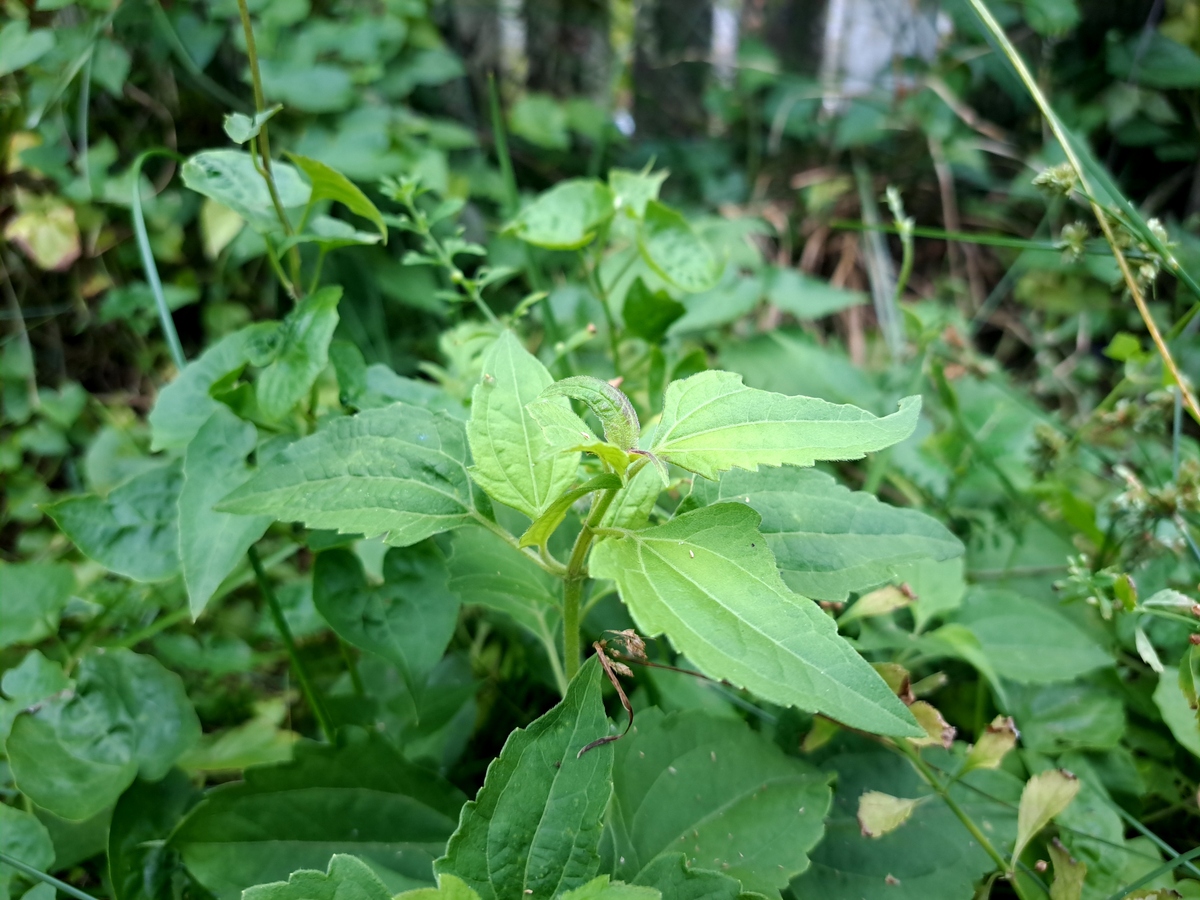 祖丝麻功效与用途：解毒、抗炎、降血脂等，中医药材价值解析