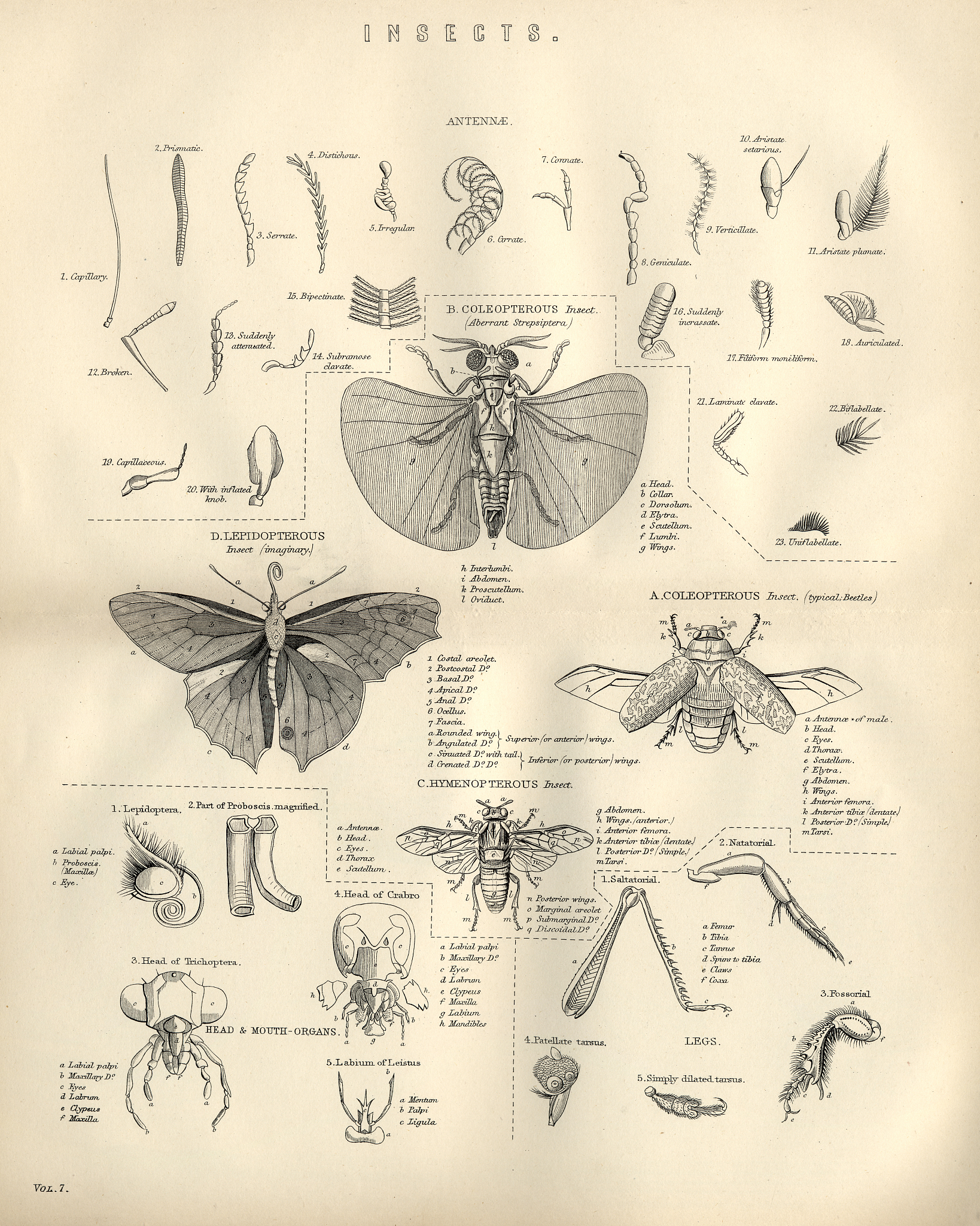 为什么兽3飞不起来？解剖、环境和进化原因分析