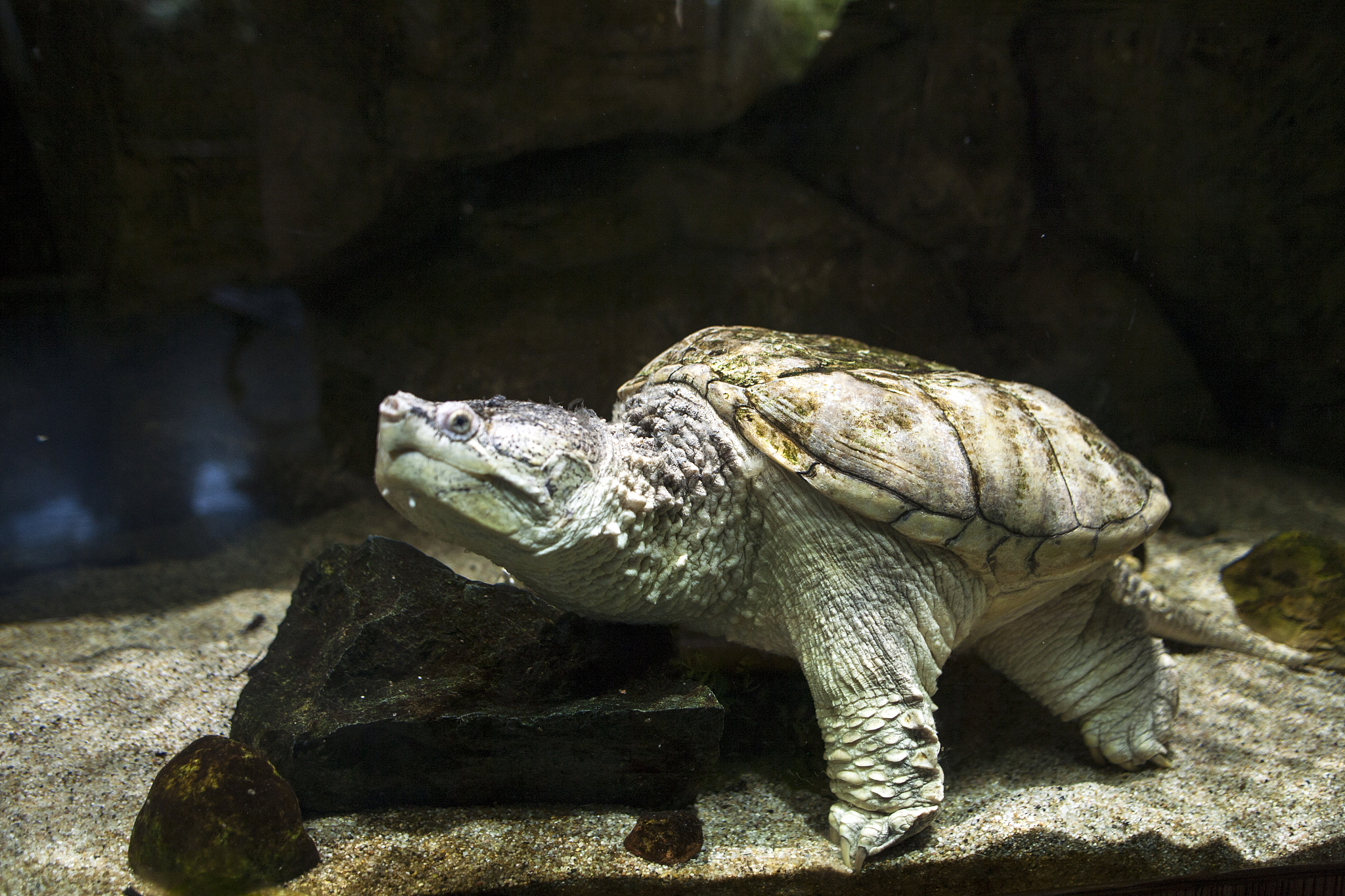 turtle
