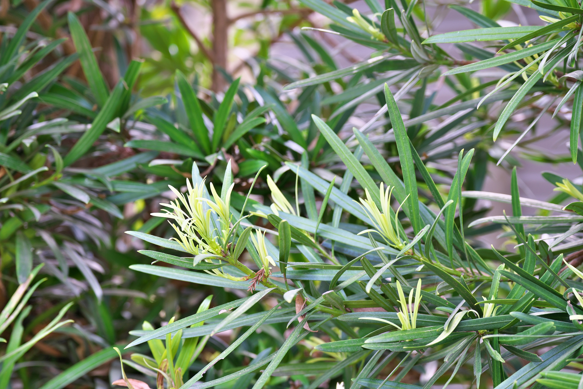 1.5高的罗汉松需要多大的种植池