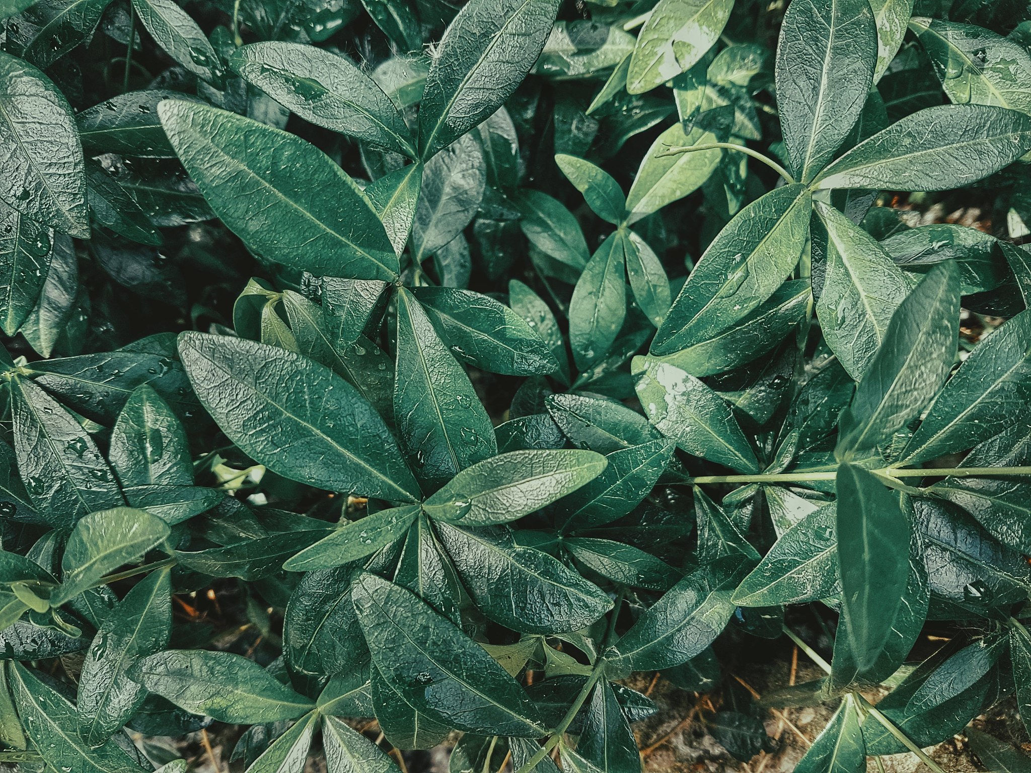 green leaves