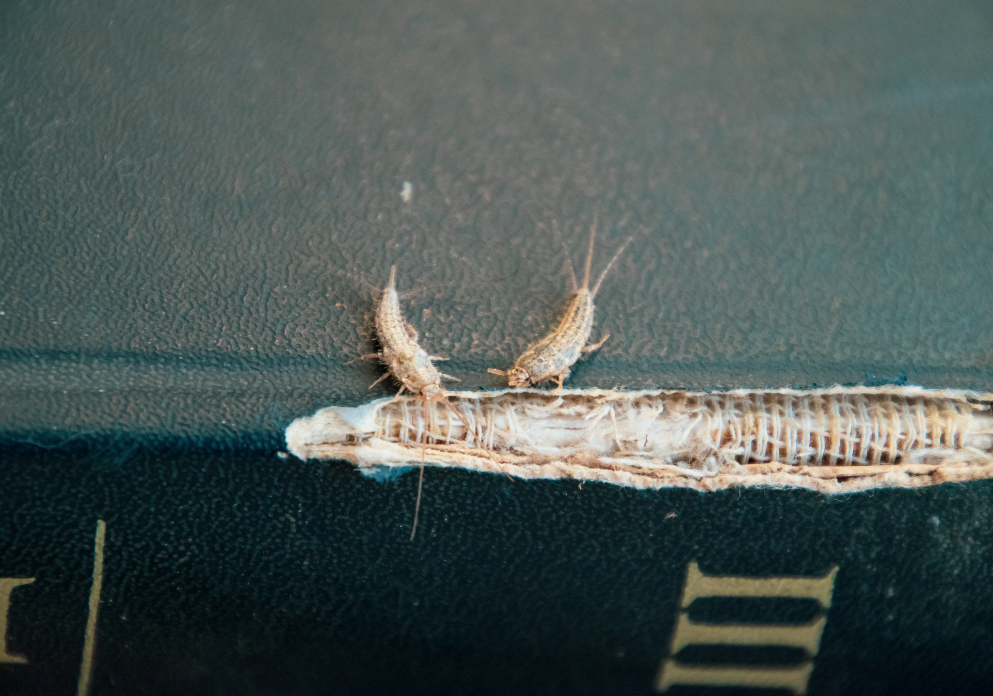 蝉会尿尿吗?揭秘蝉的排泄系统 蝉会尿尿吗?揭秘蝉的排泄系统