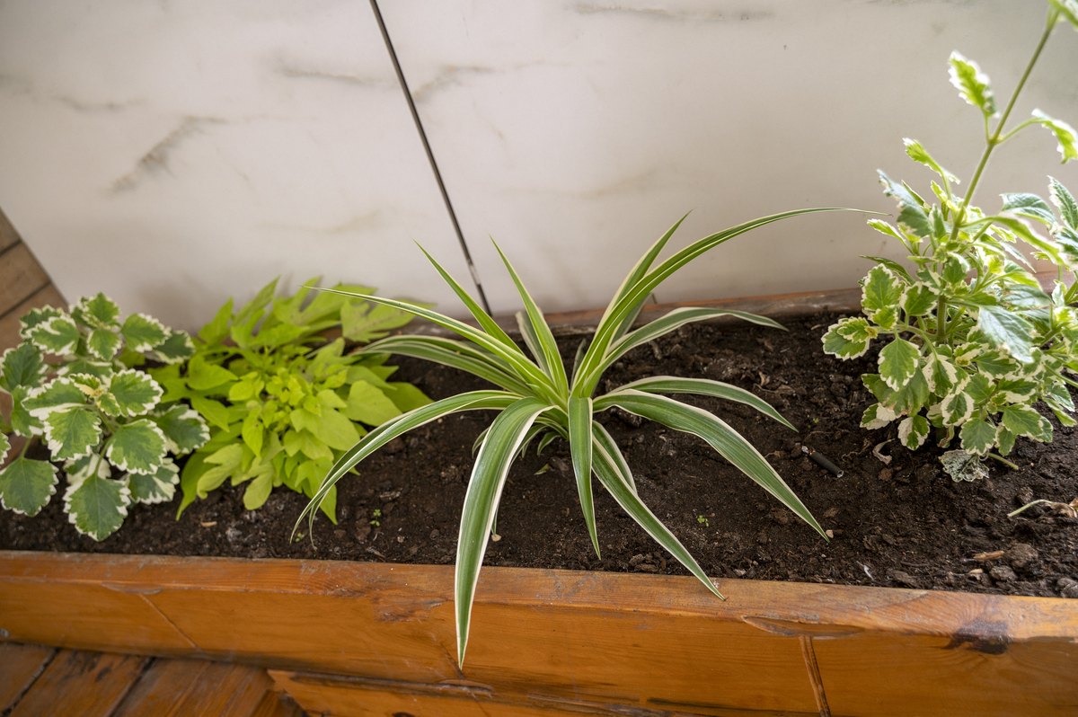 金边吊兰叶尖干枯怎么办