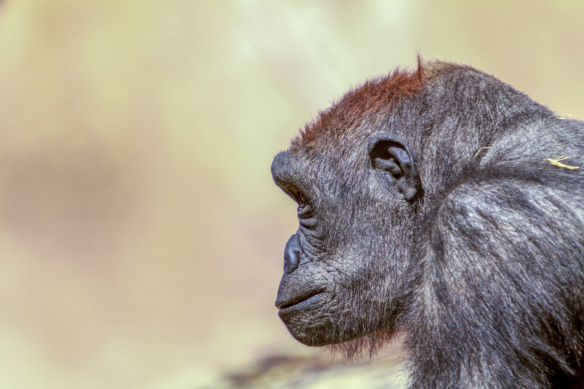 自然界什么物种智商最高