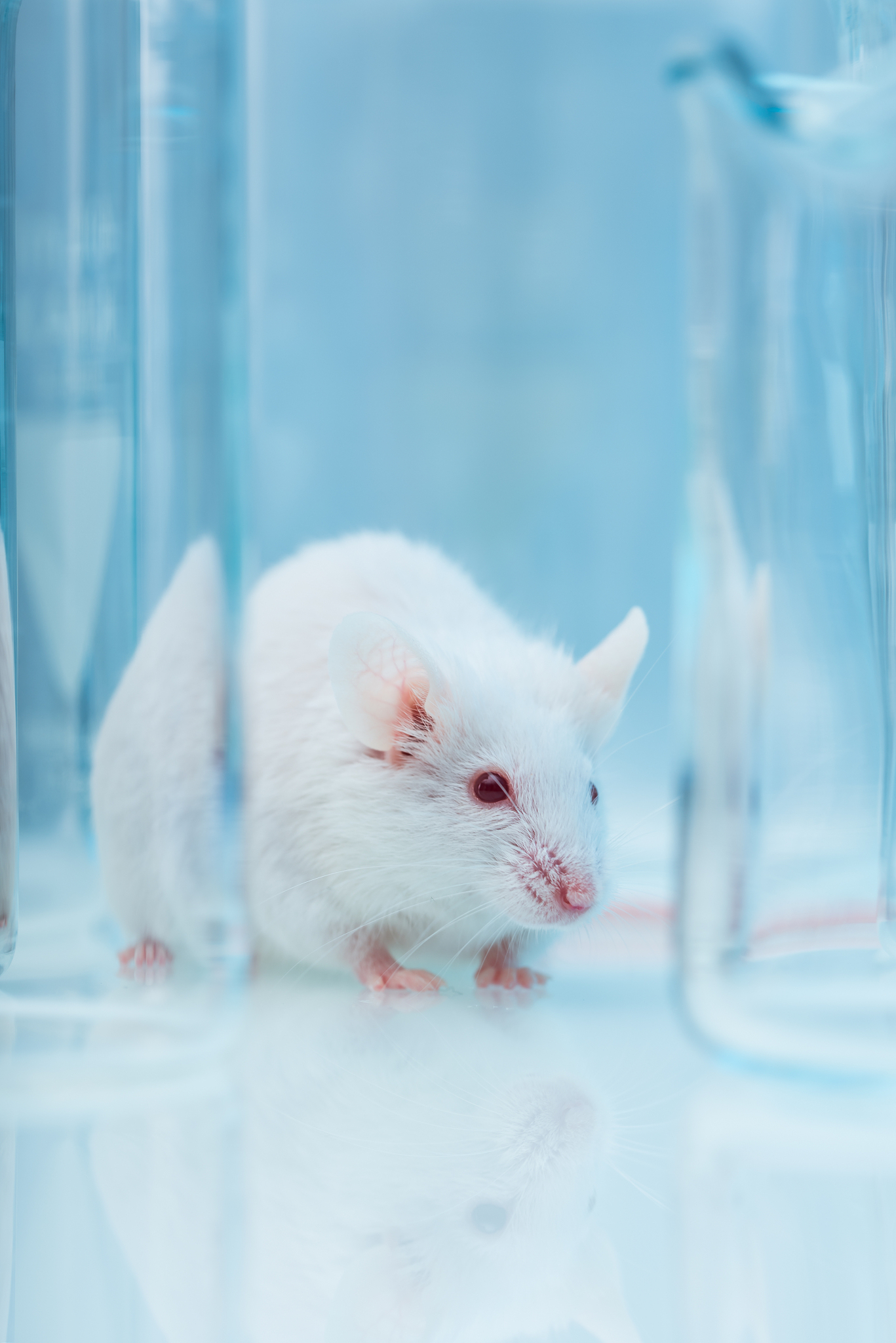 C57BL/6J 小鼠：实验室研究的常见模型 - 特点、应用及重要性