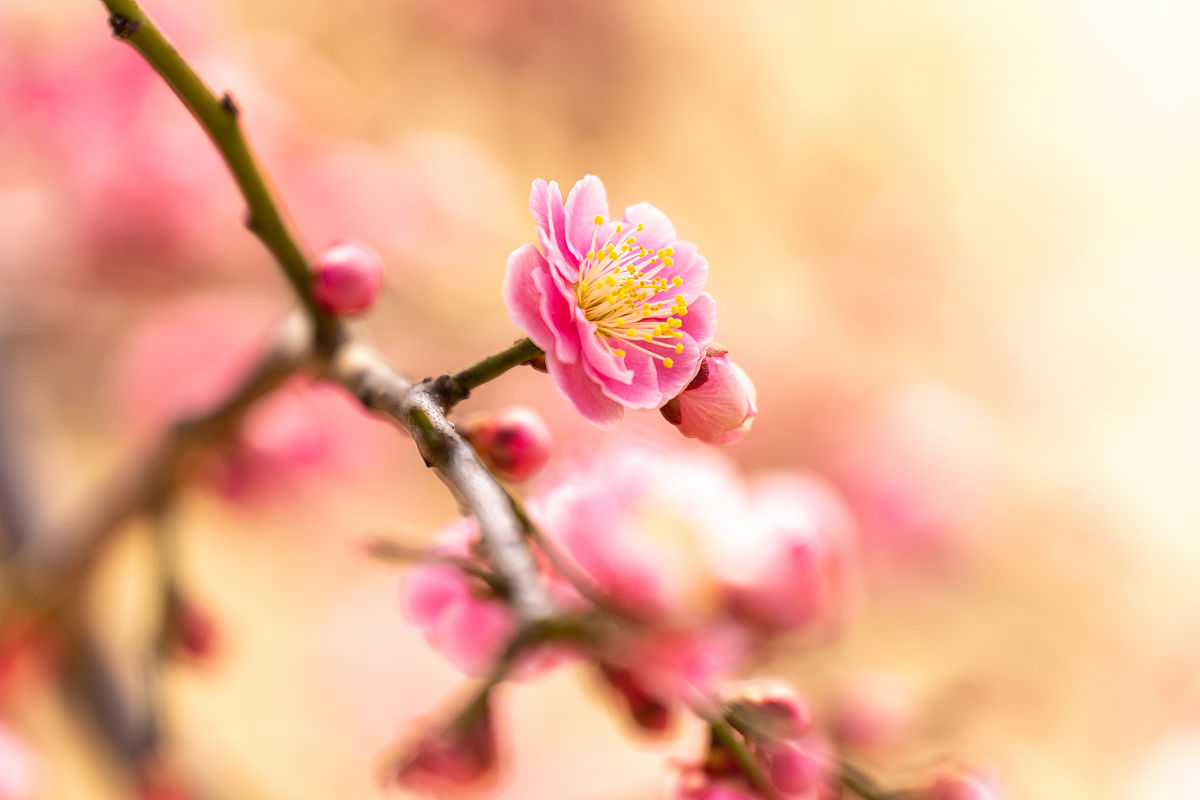 阿椒阿俏新闻搞 中文国内从去年9月到现在一共有32家店上海、杭州、厦门、苏州、义乌等地。阿椒阿俏肇嘉浜路 12月营利6万左右流水40万以上。目前是上海徐汇区冒菜品类人气榜第一名。上海21家每天4000以上营业额。美团月订单在8500左右饿了么月订单7000单旺季美团是11000单 饿了么月订单7000多单。12月初最高峰日订单冲到了950单。牛油套餐——多肉plus 是卖的最好的单品。目前点餐的套