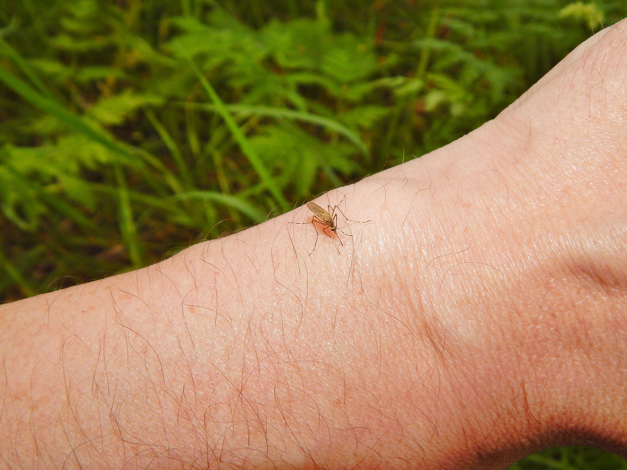 蚊子为什么总咬你？揭秘蚊子的喜好和致命秘密