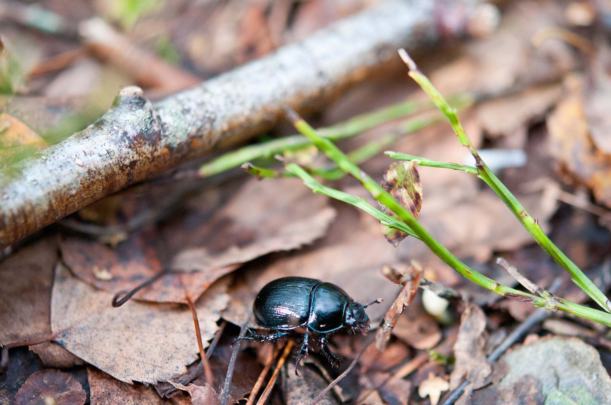 please generate summary with 10 sentences from httpsvarietycom2023filmnewsblue-beetle-trailer-dc-comics-xolo-mariduena-1235320113