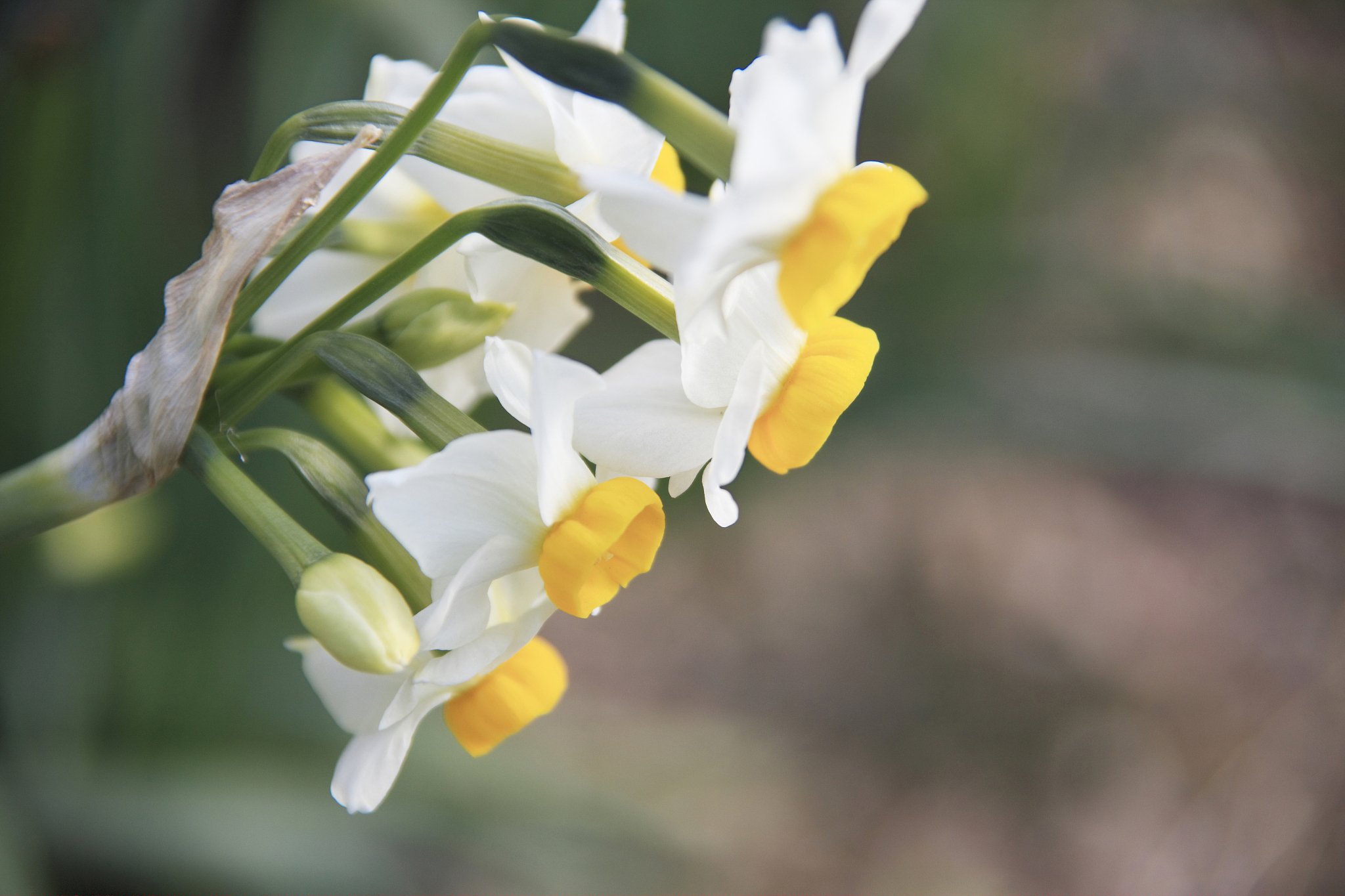 narcissus