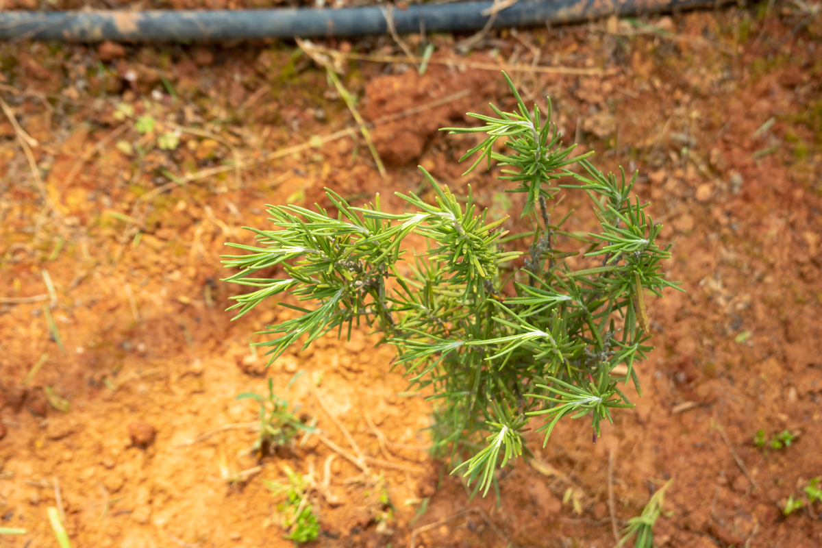 草麻黄开发价值论文摘要