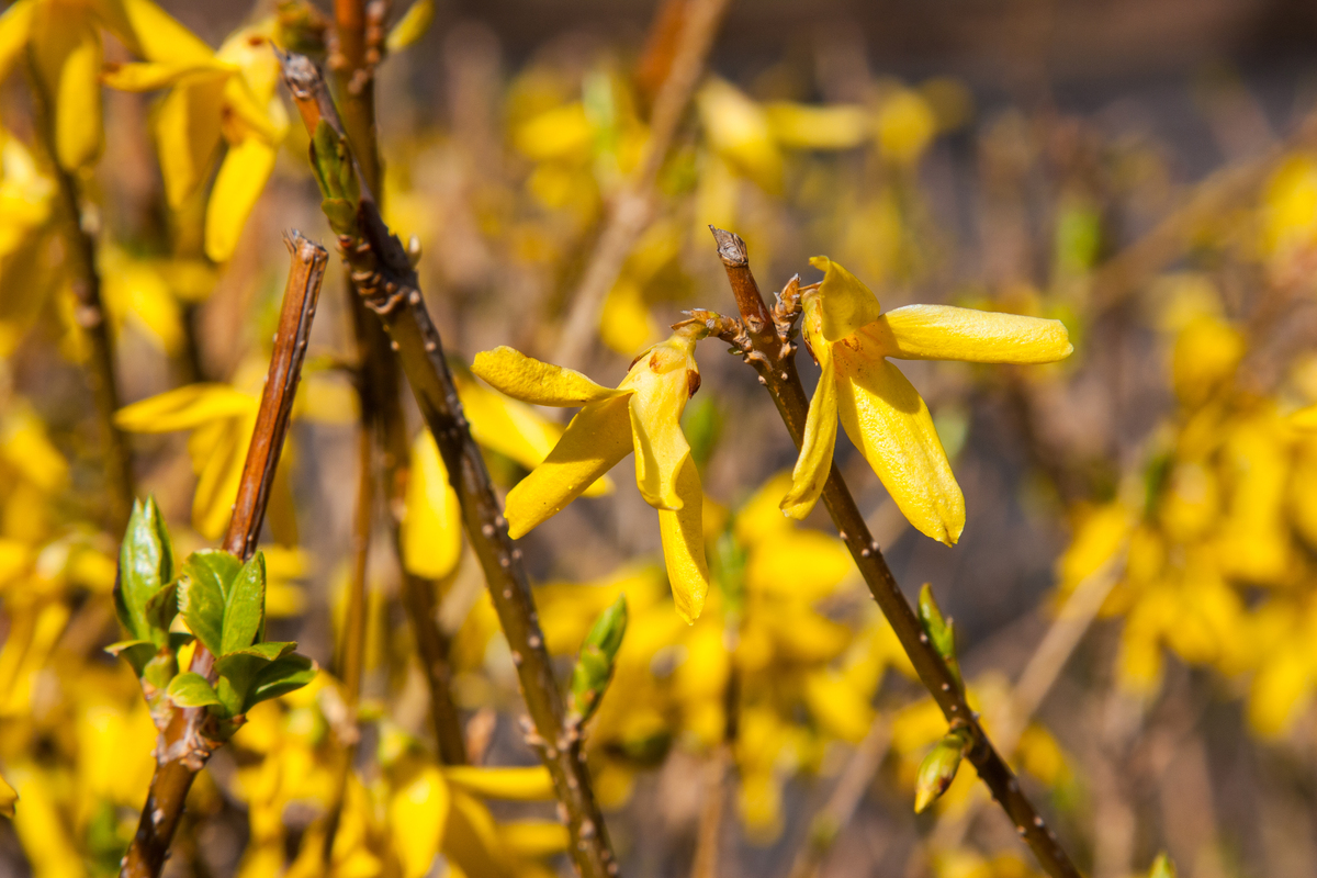 以我的毅力和烦恼为题写一篇600字作文第一段要用迎春花