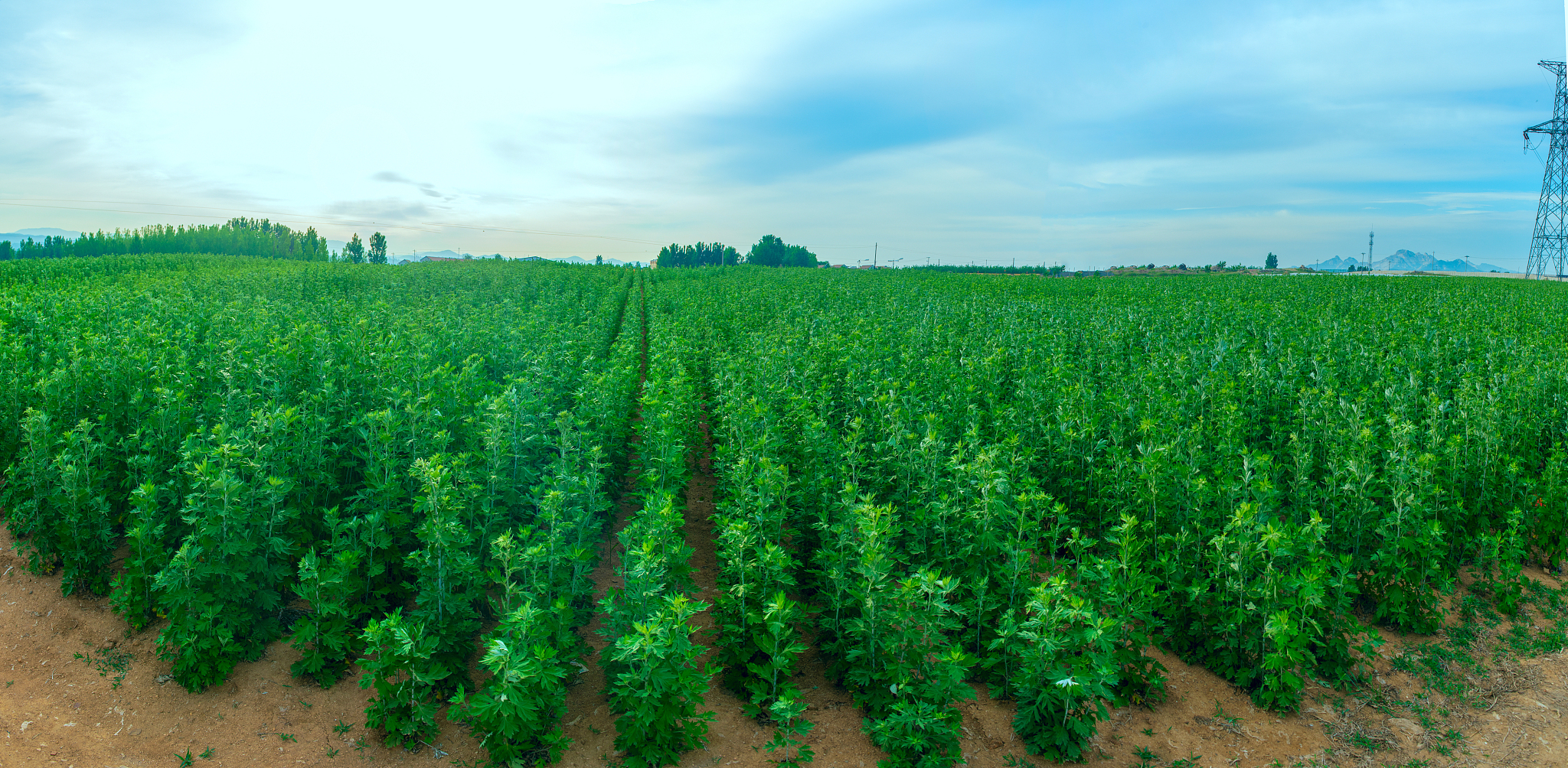 有一款艾草浓缩液的新产品请拟定产品广告语