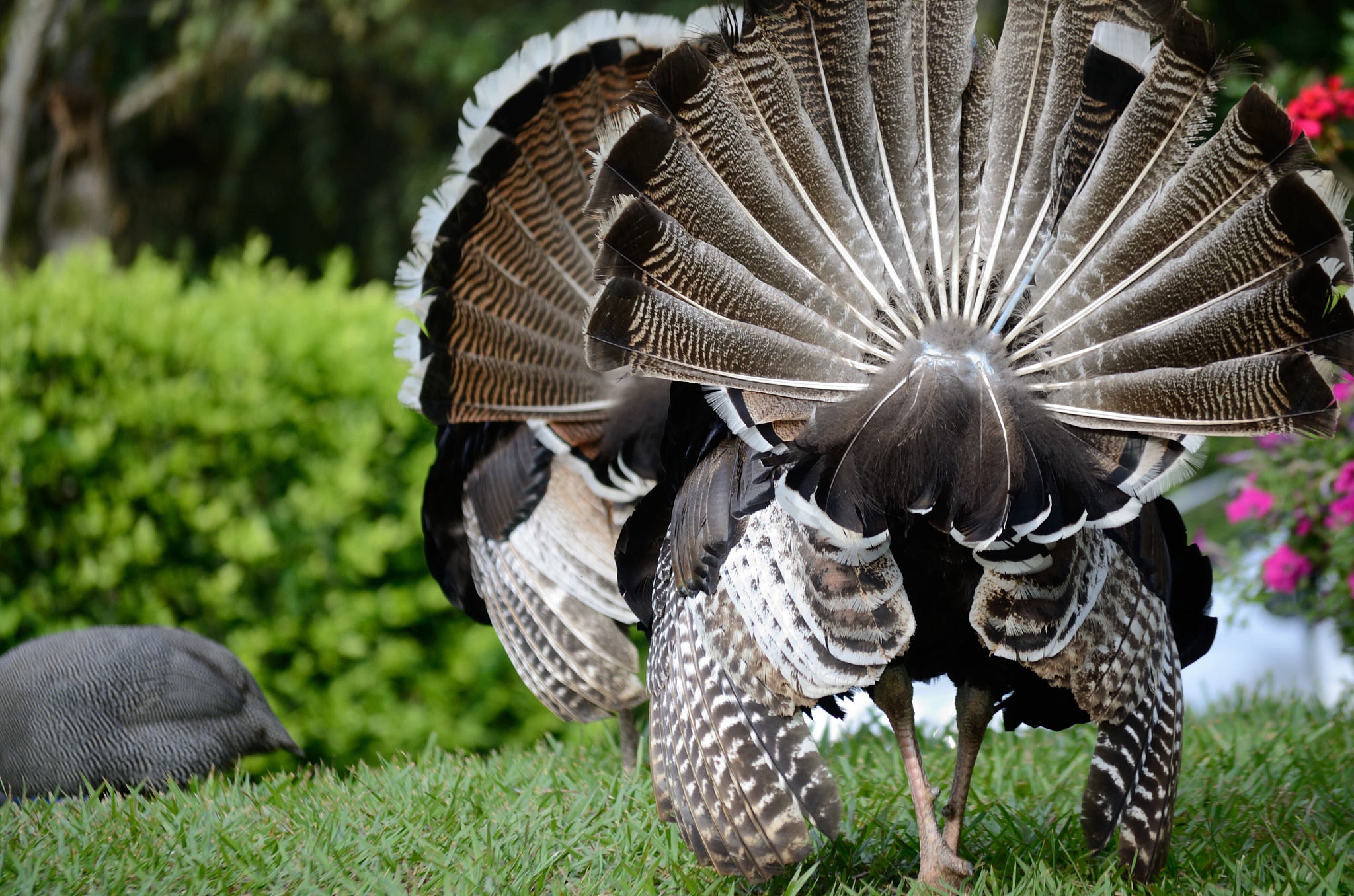 close-up of birds