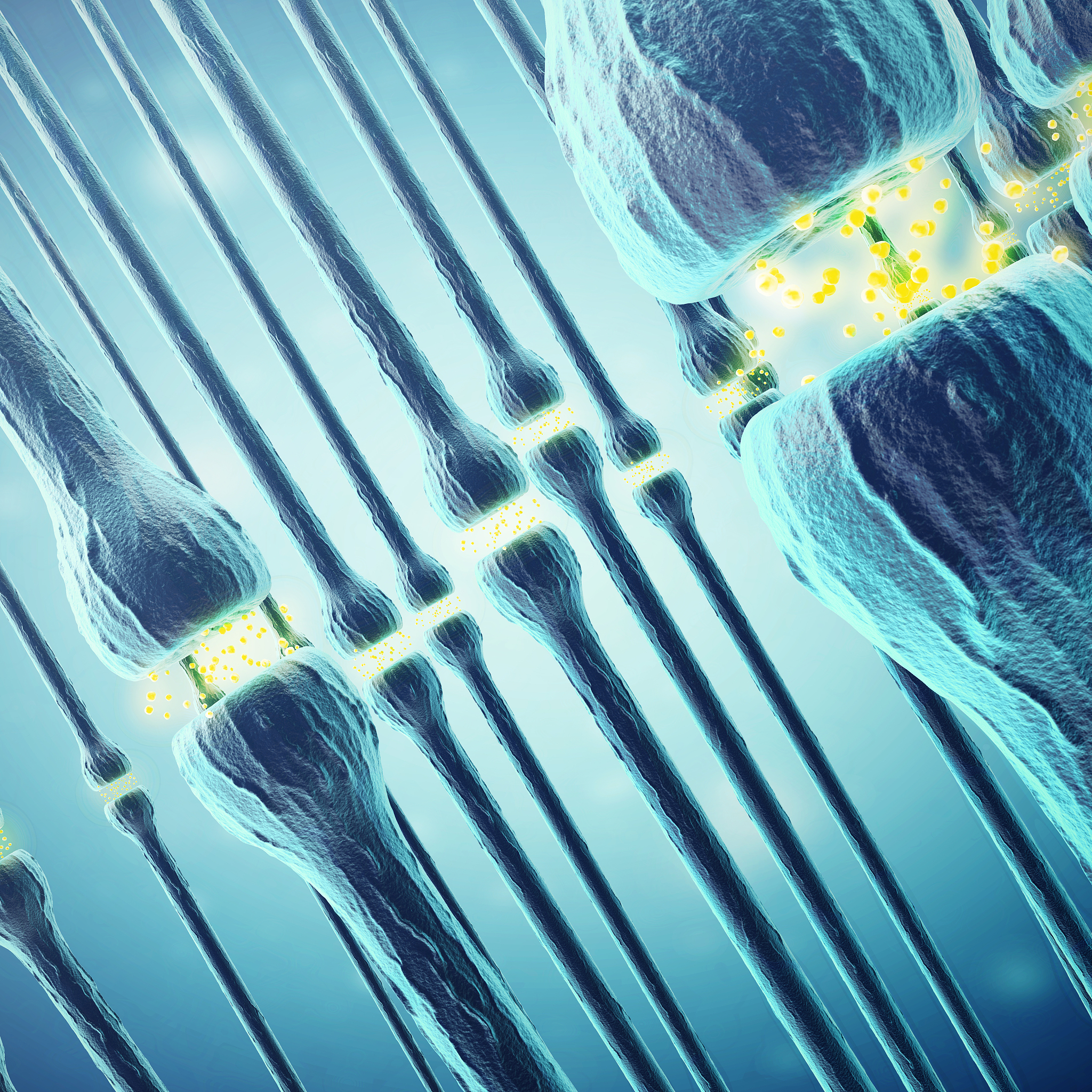 神经元：脑与周围神经的桥梁，完成简单反射活动