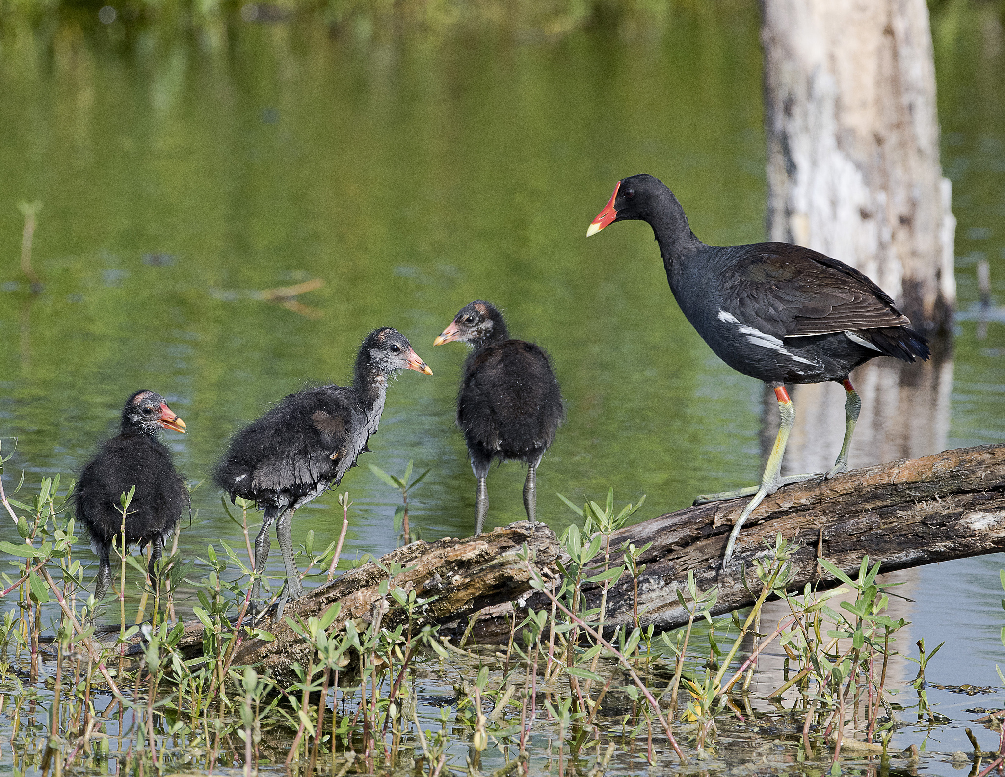在美国有黑水鸡吗？