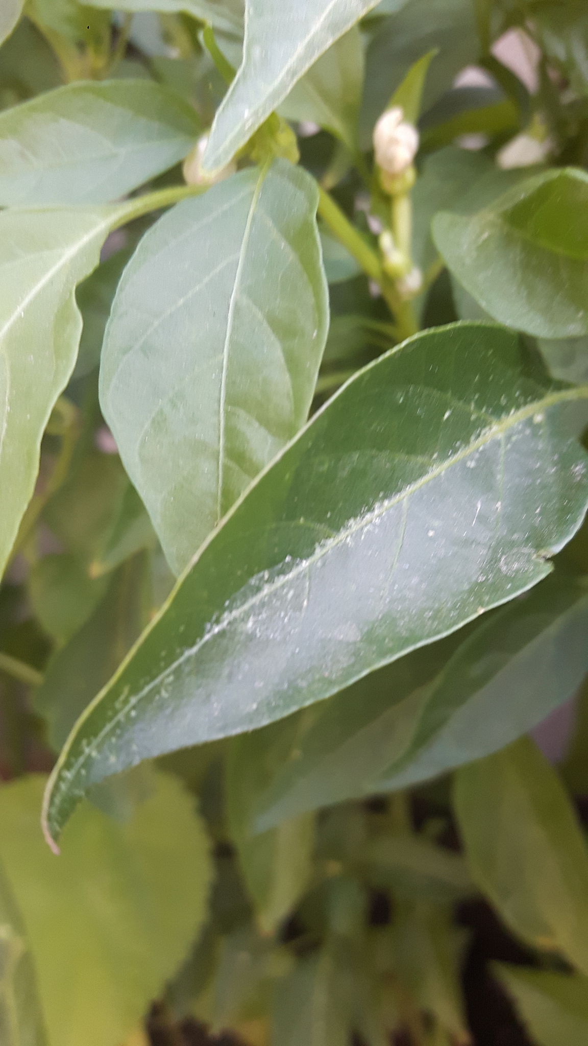 蝴蝶兰白粉虱、蚜虫的表现